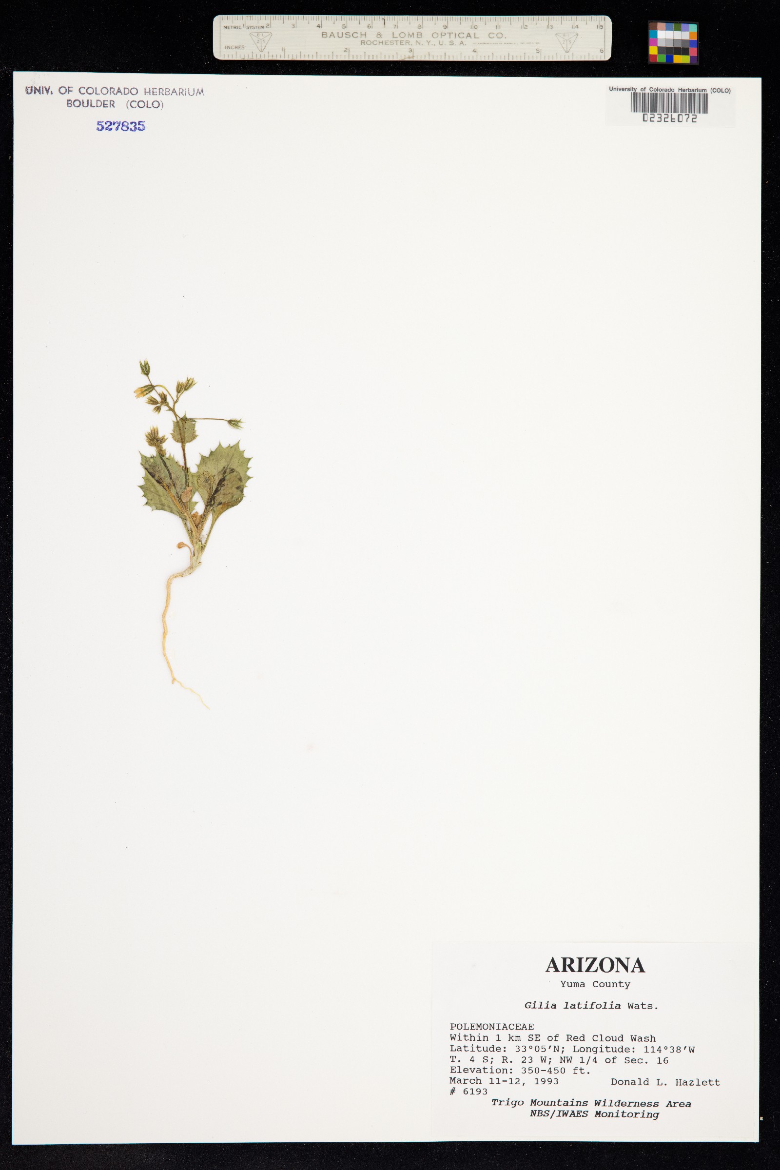 Aliciella latifolia image