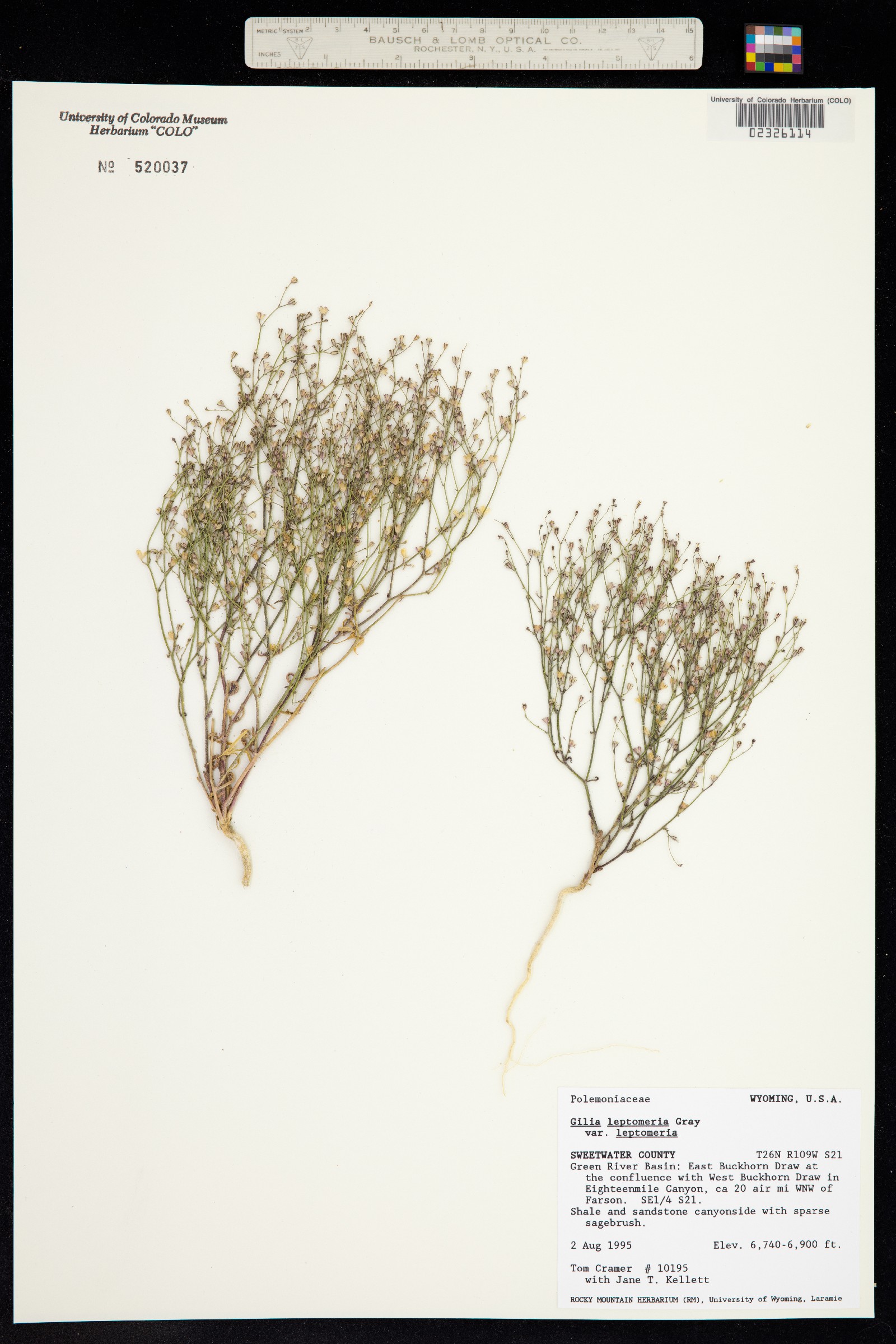 Aliciella leptomeria image