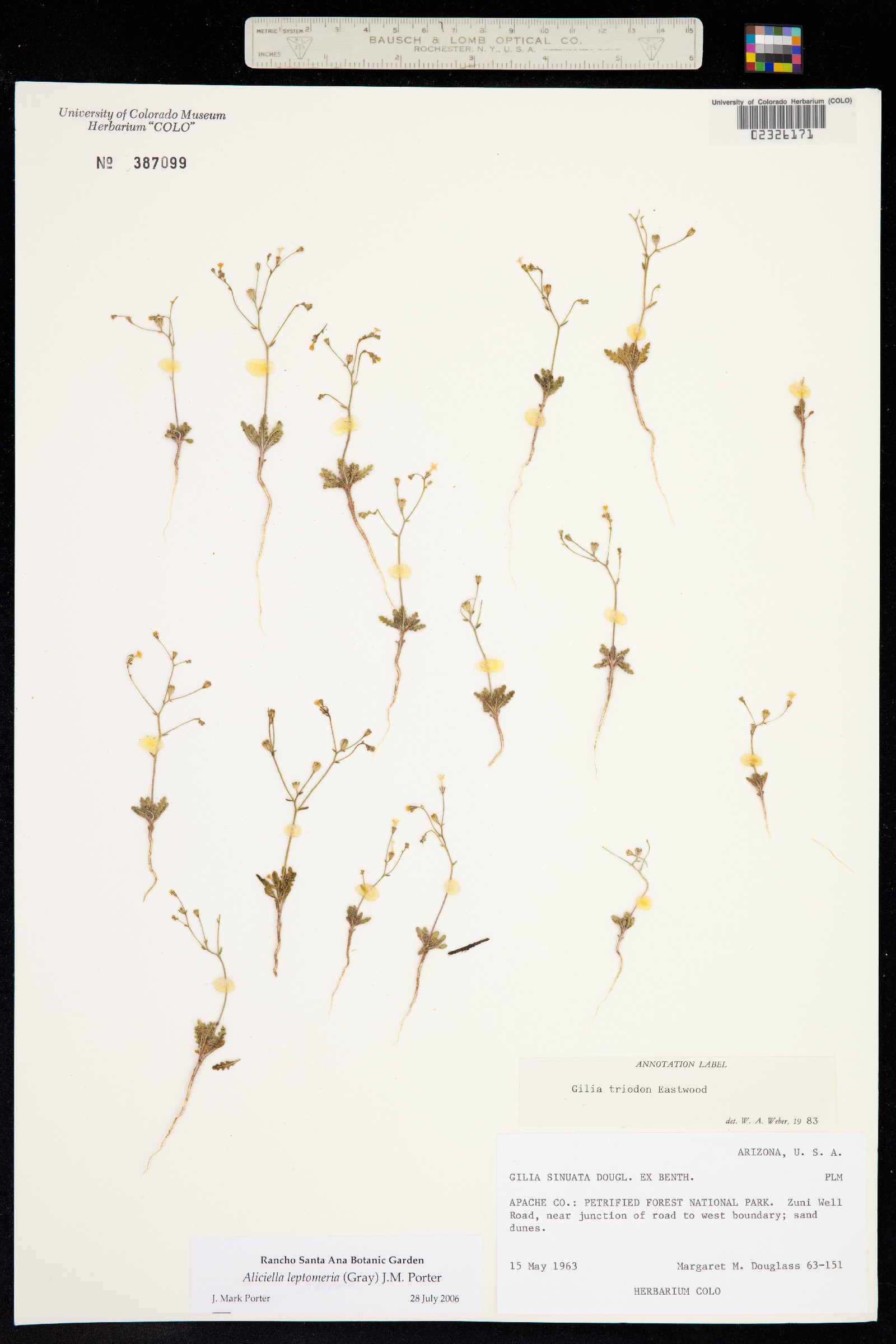Aliciella leptomeria image