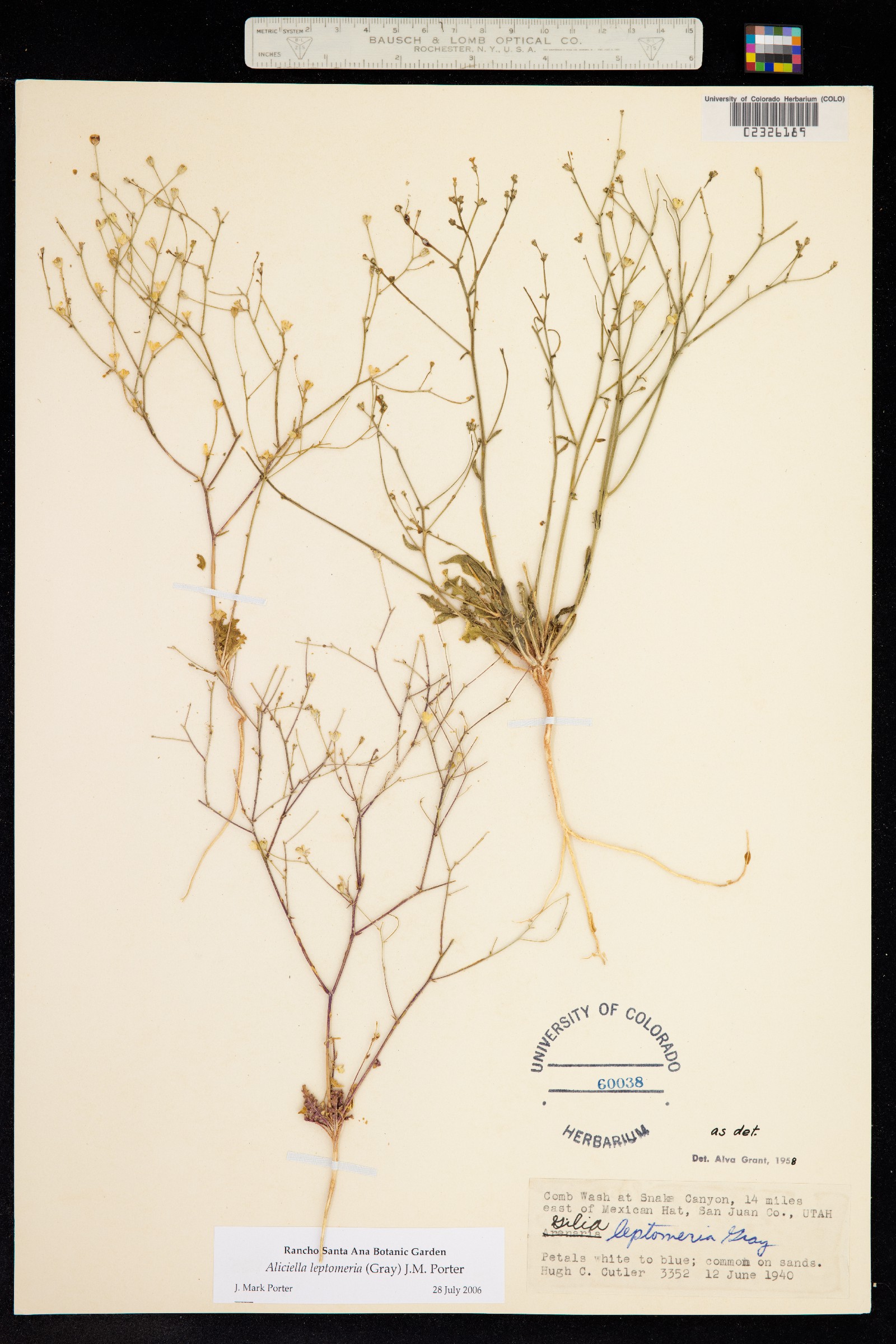 Aliciella leptomeria image