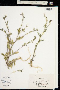 Allophyllum divaricatum image