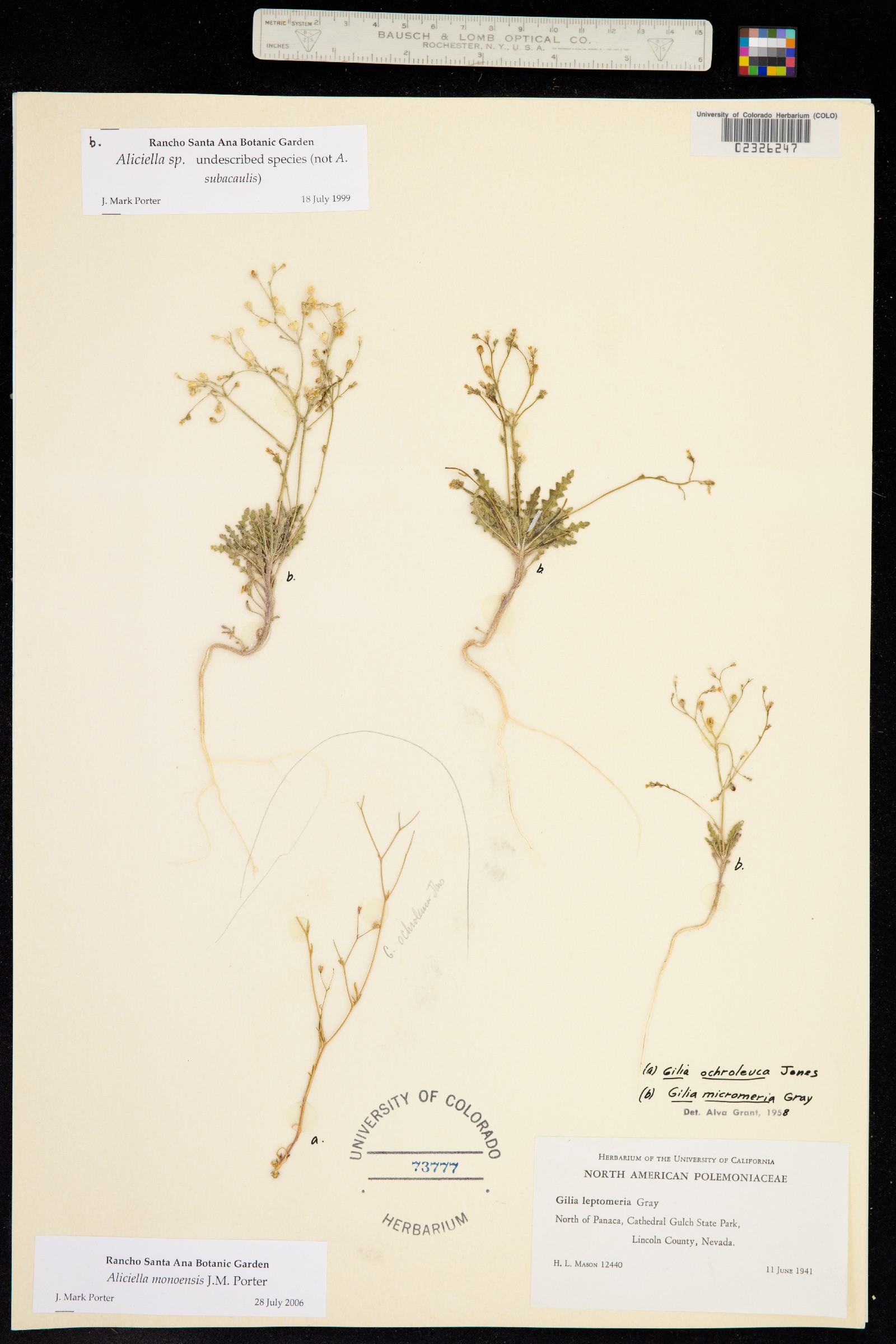 Aliciella monoensis image