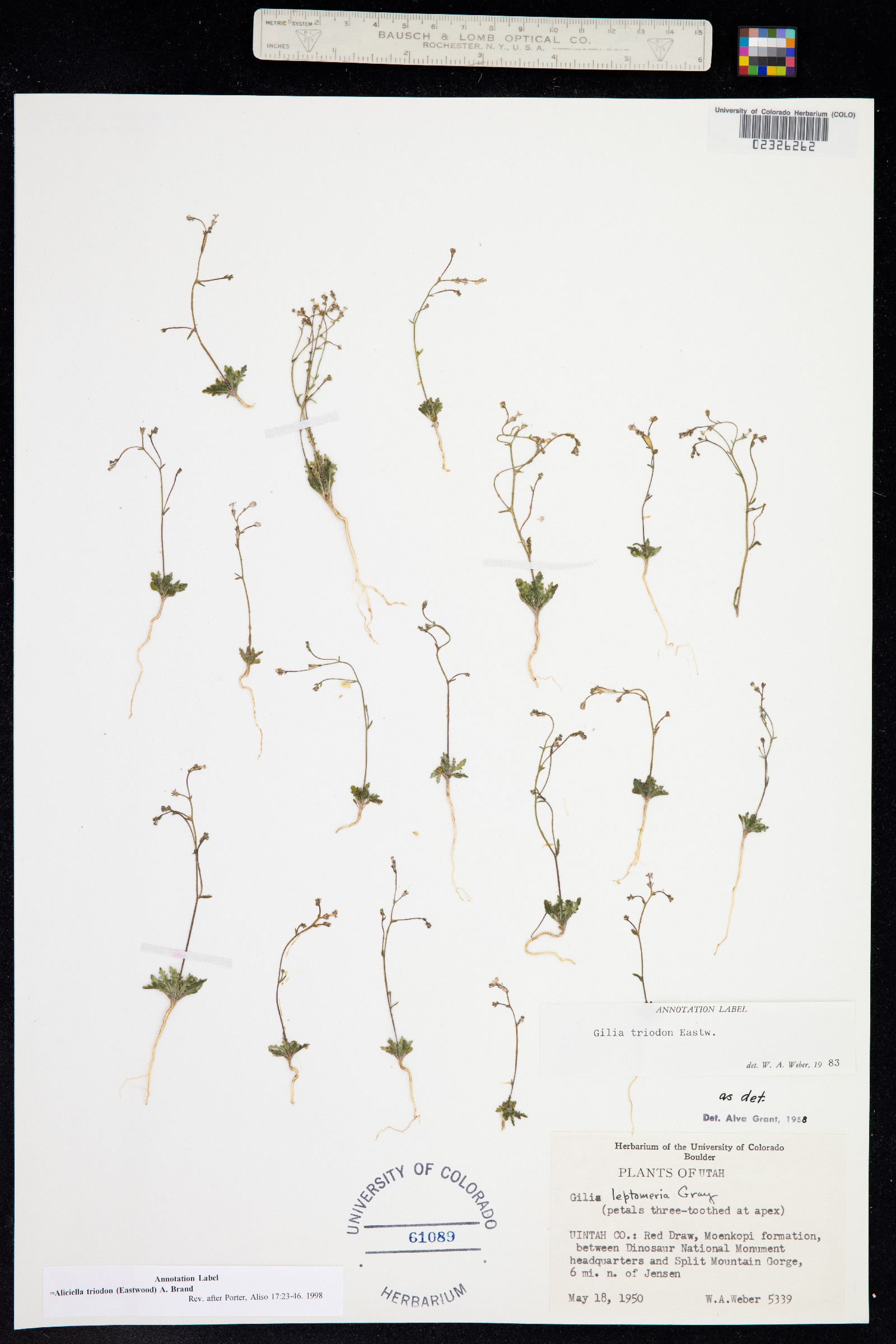 Aliciella triodon image