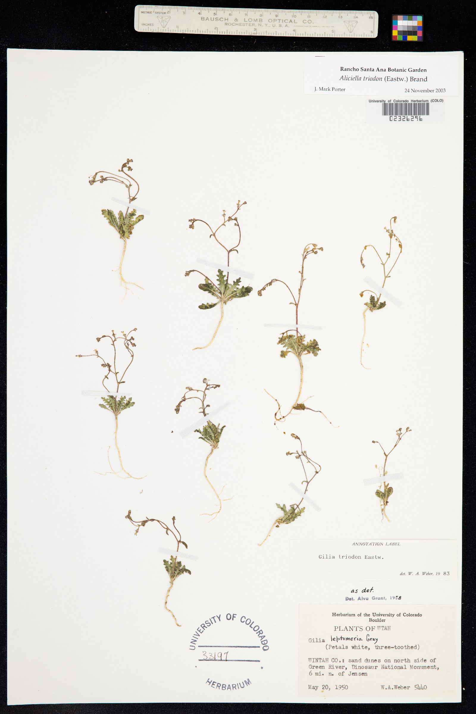 Aliciella triodon image