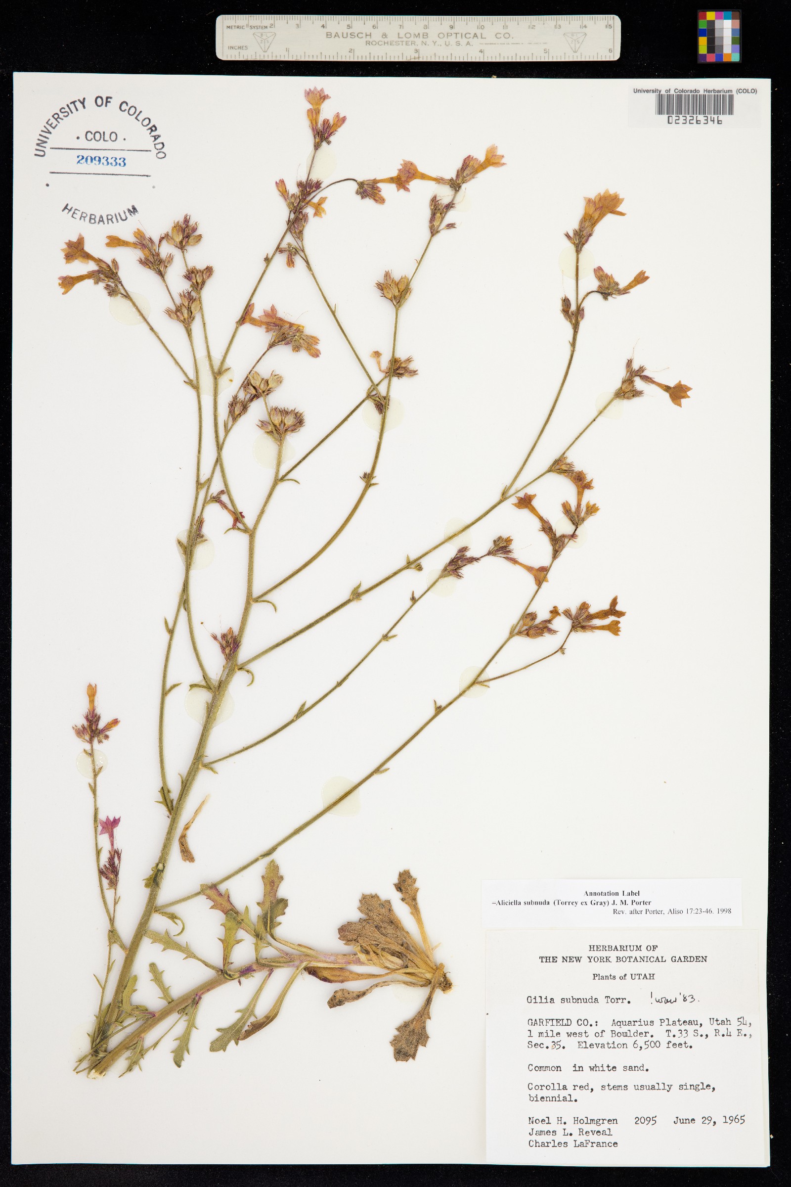 Aliciella subnuda image