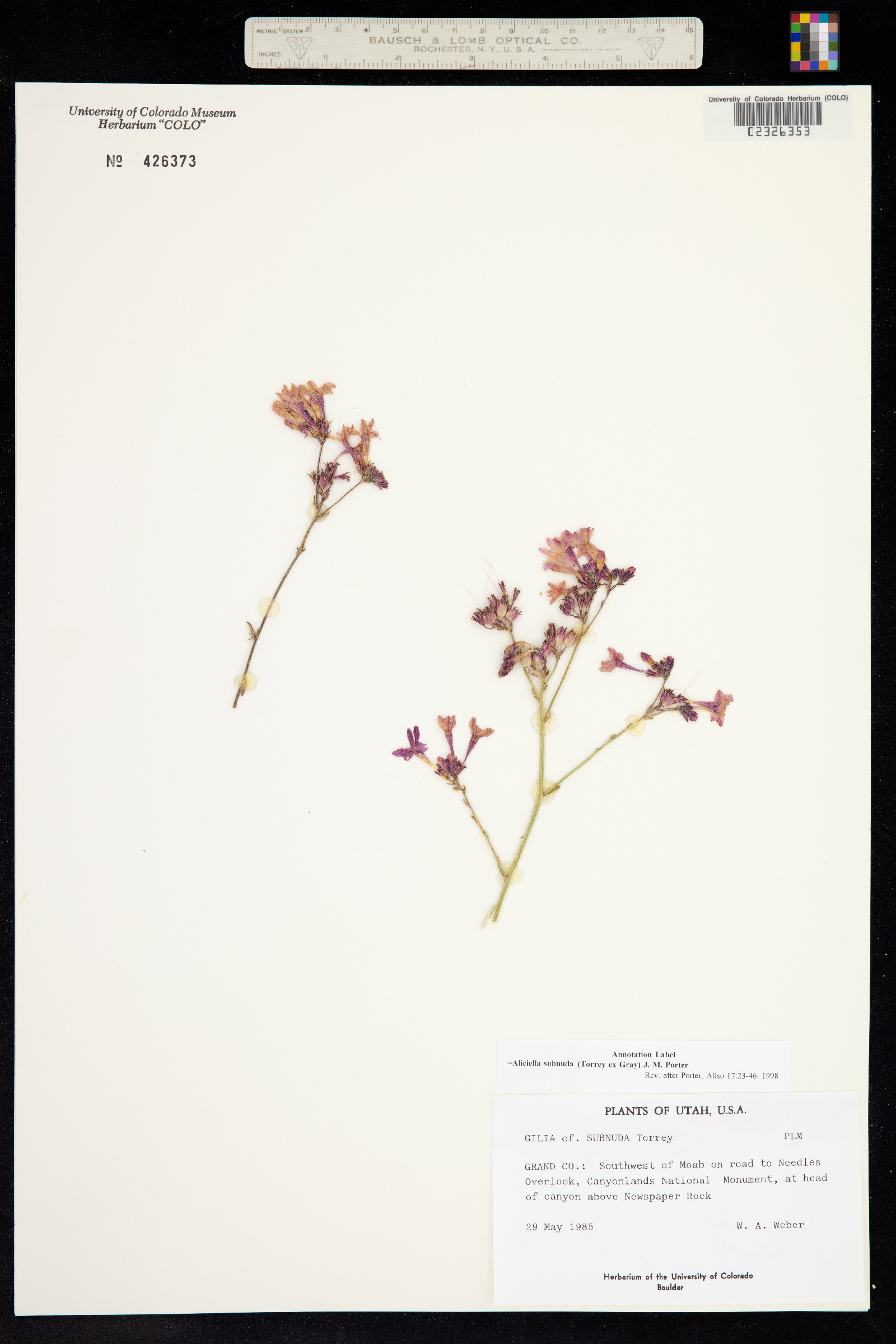 Aliciella subnuda image
