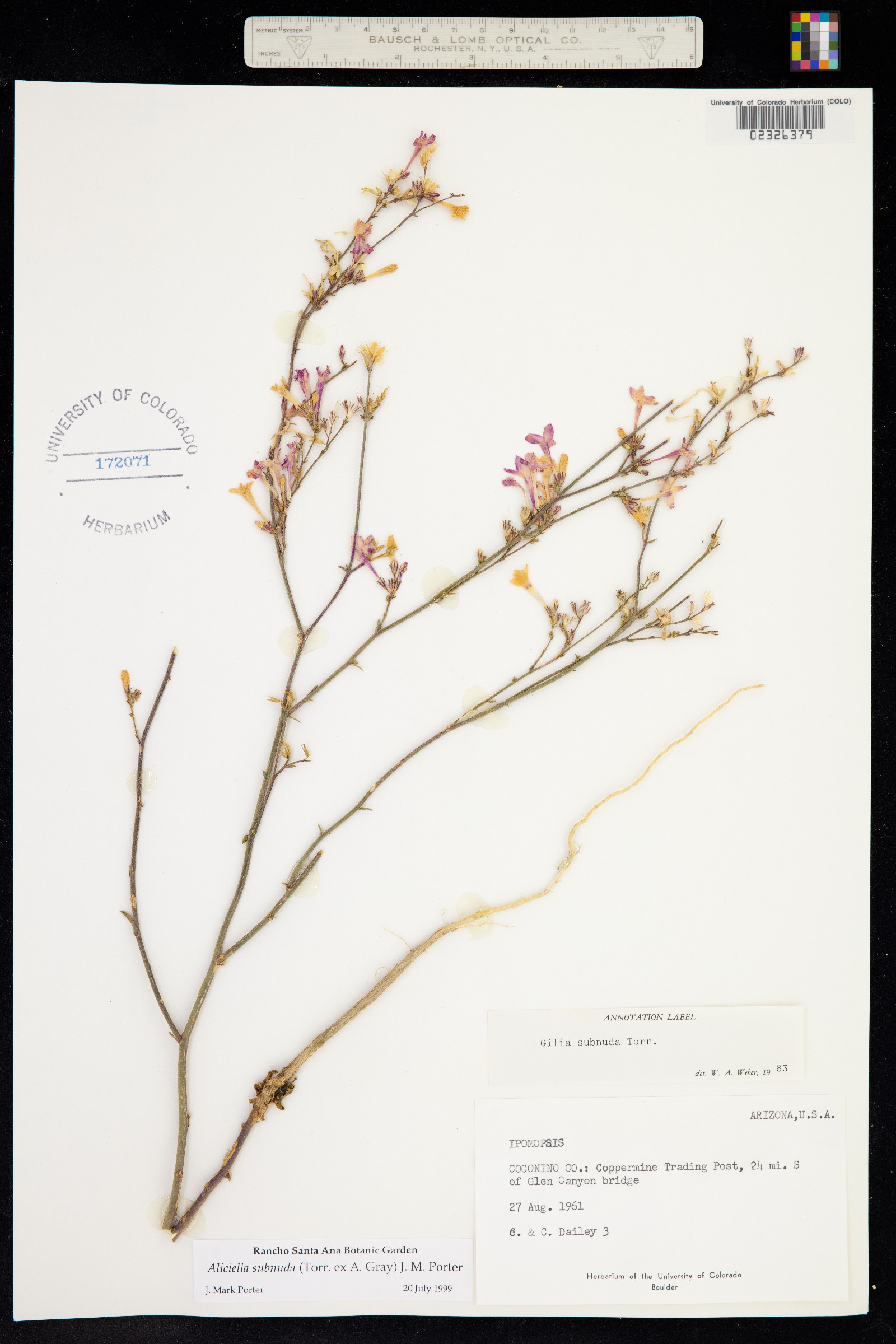 Aliciella subnuda image