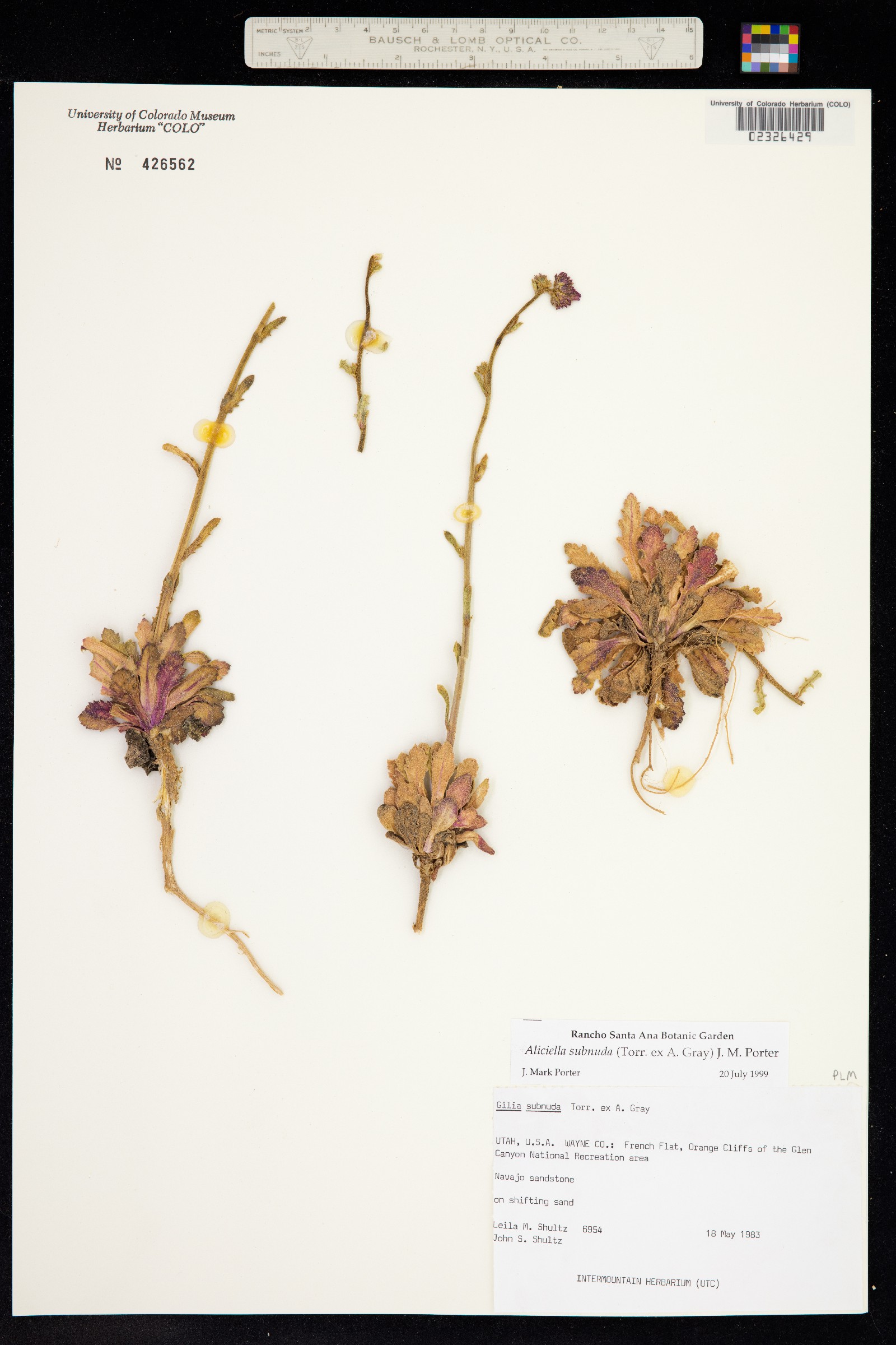 Aliciella subnuda image