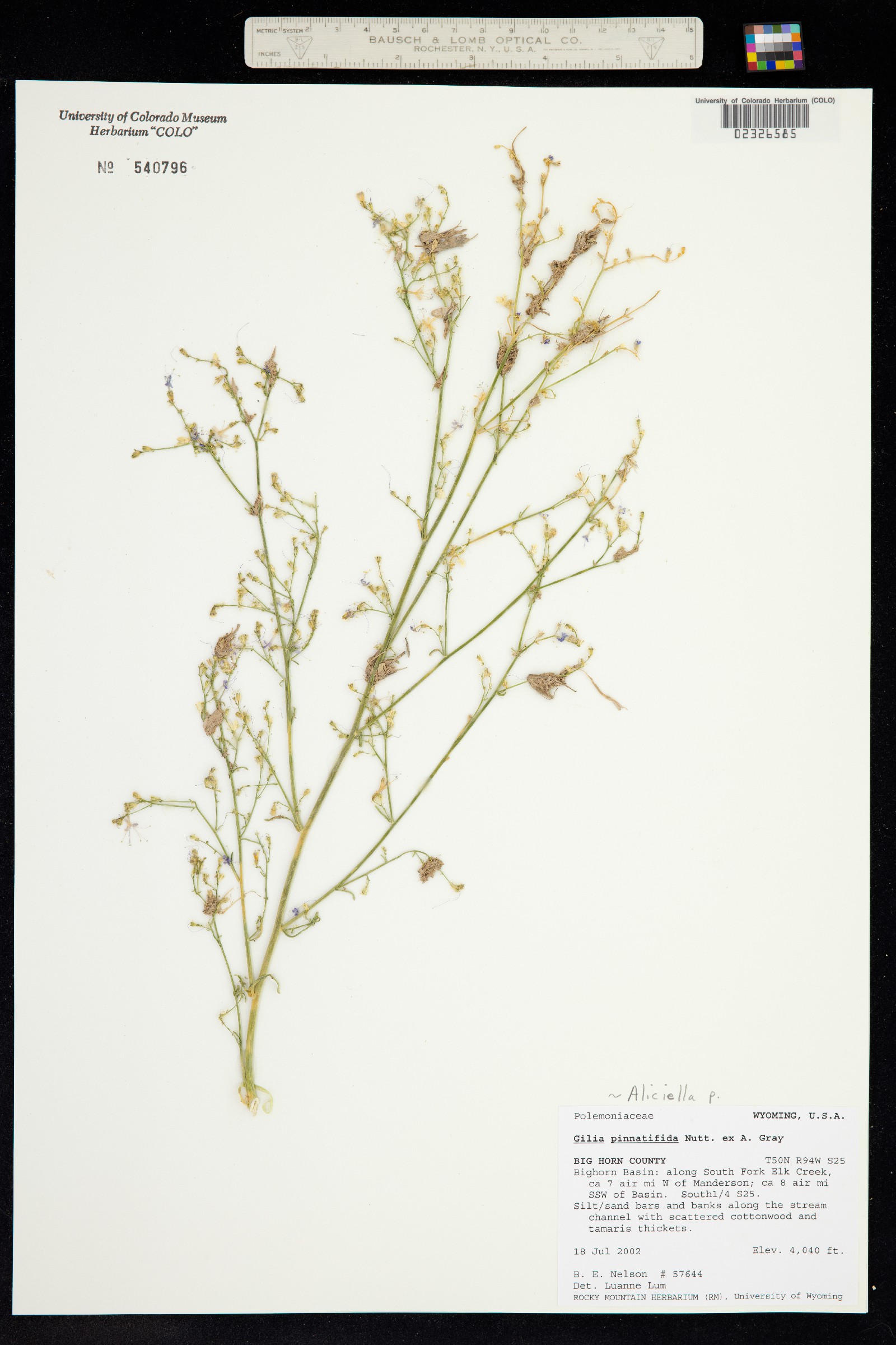 Aliciella pinnatifida image