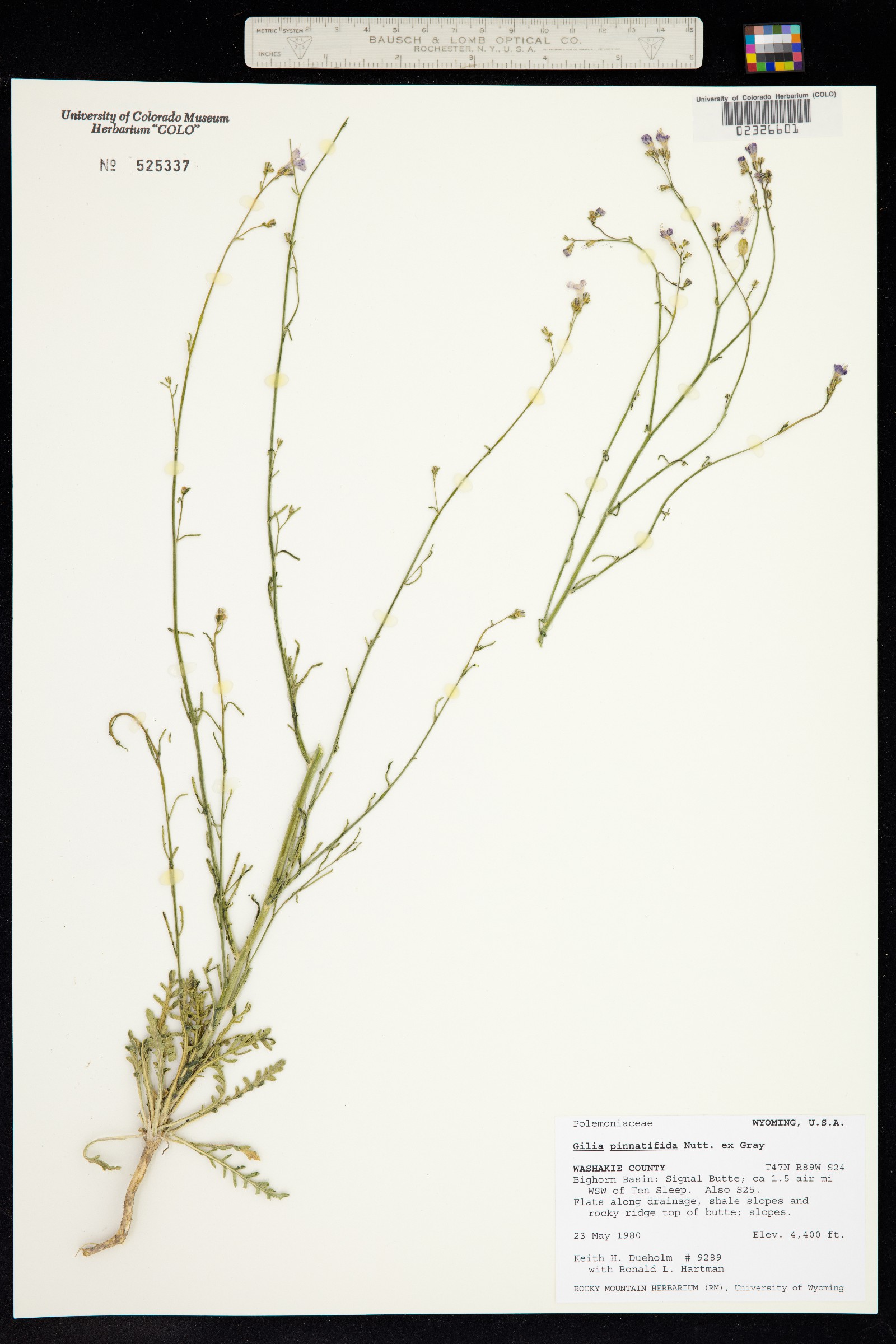 Aliciella pinnatifida image