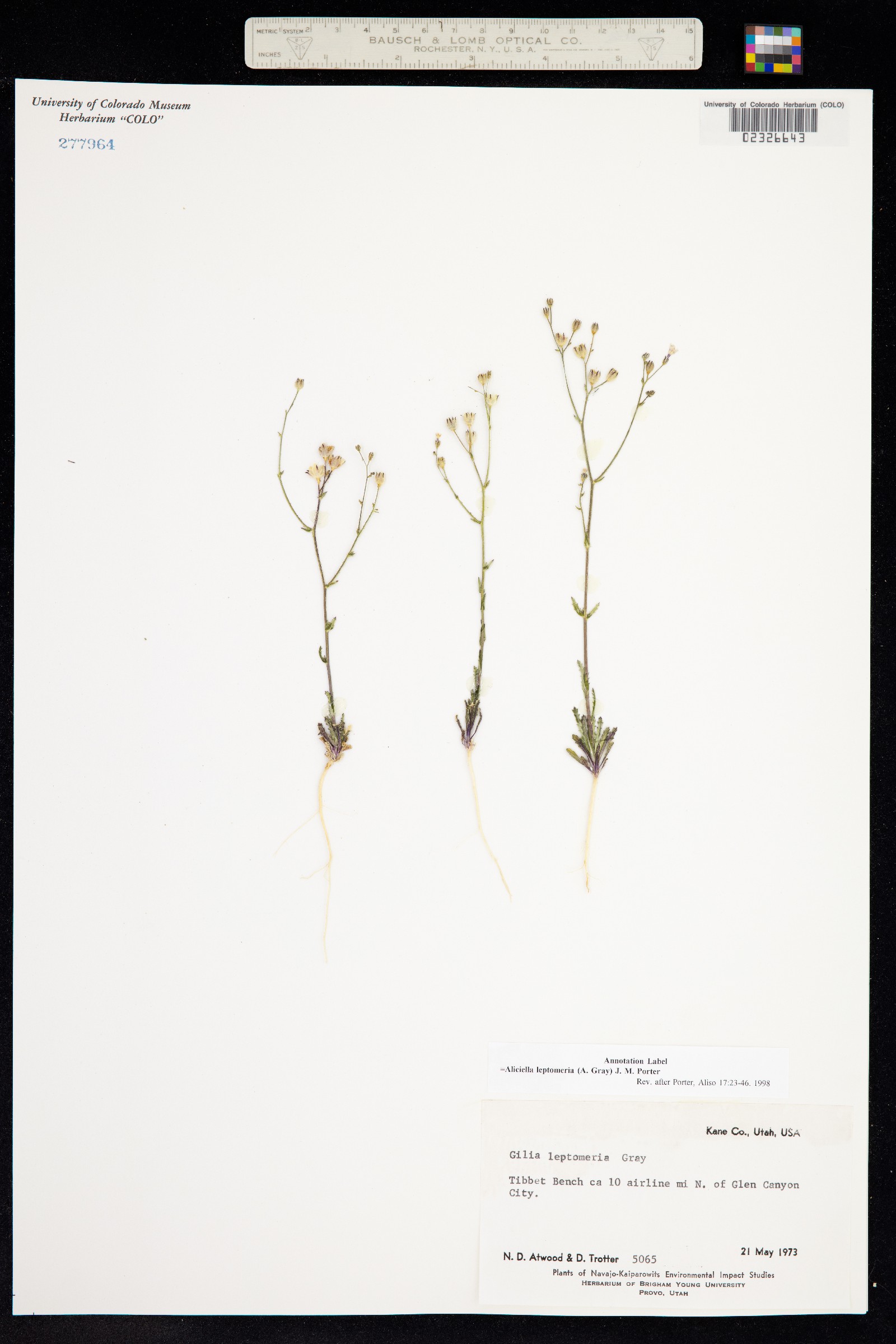 Aliciella leptomeria image