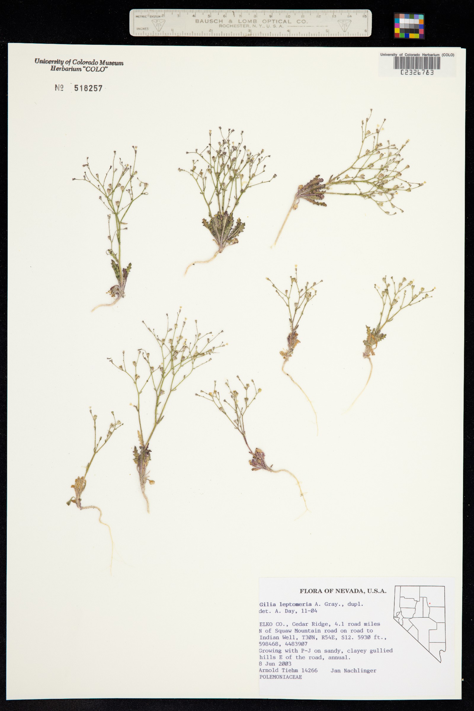 Aliciella leptomeria image