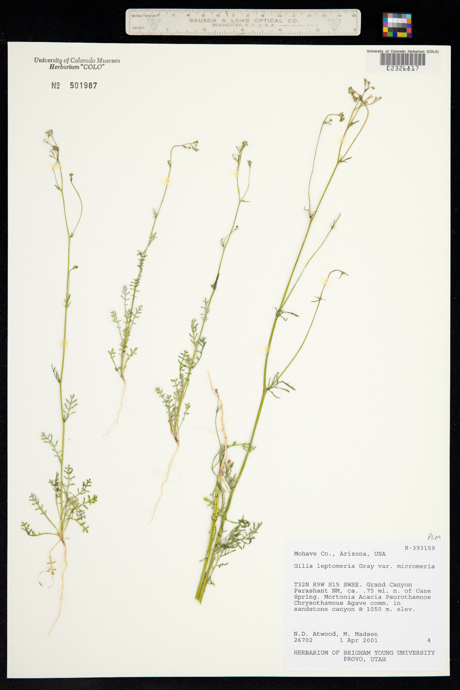 Aliciella leptomeria image