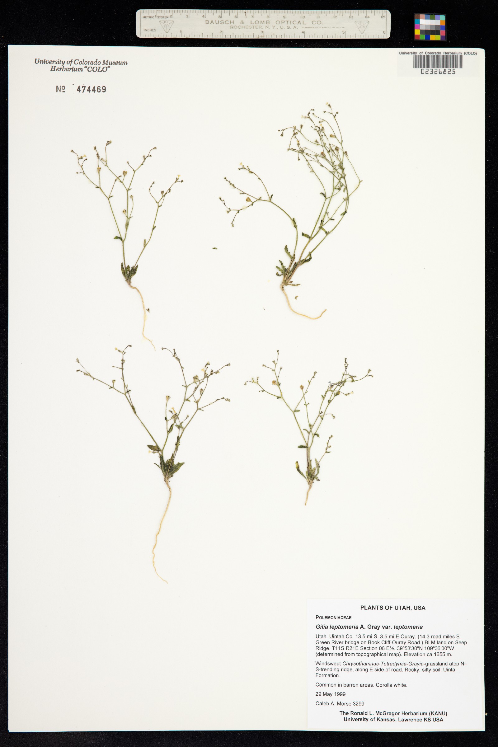 Aliciella leptomeria image