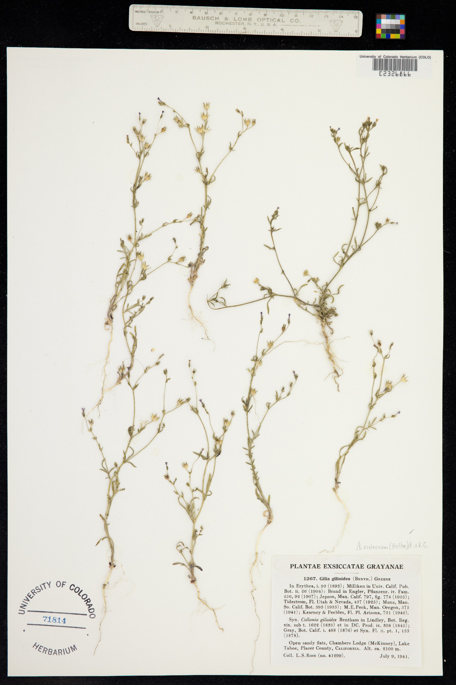 Allophyllum gilioides ssp. gilioides image