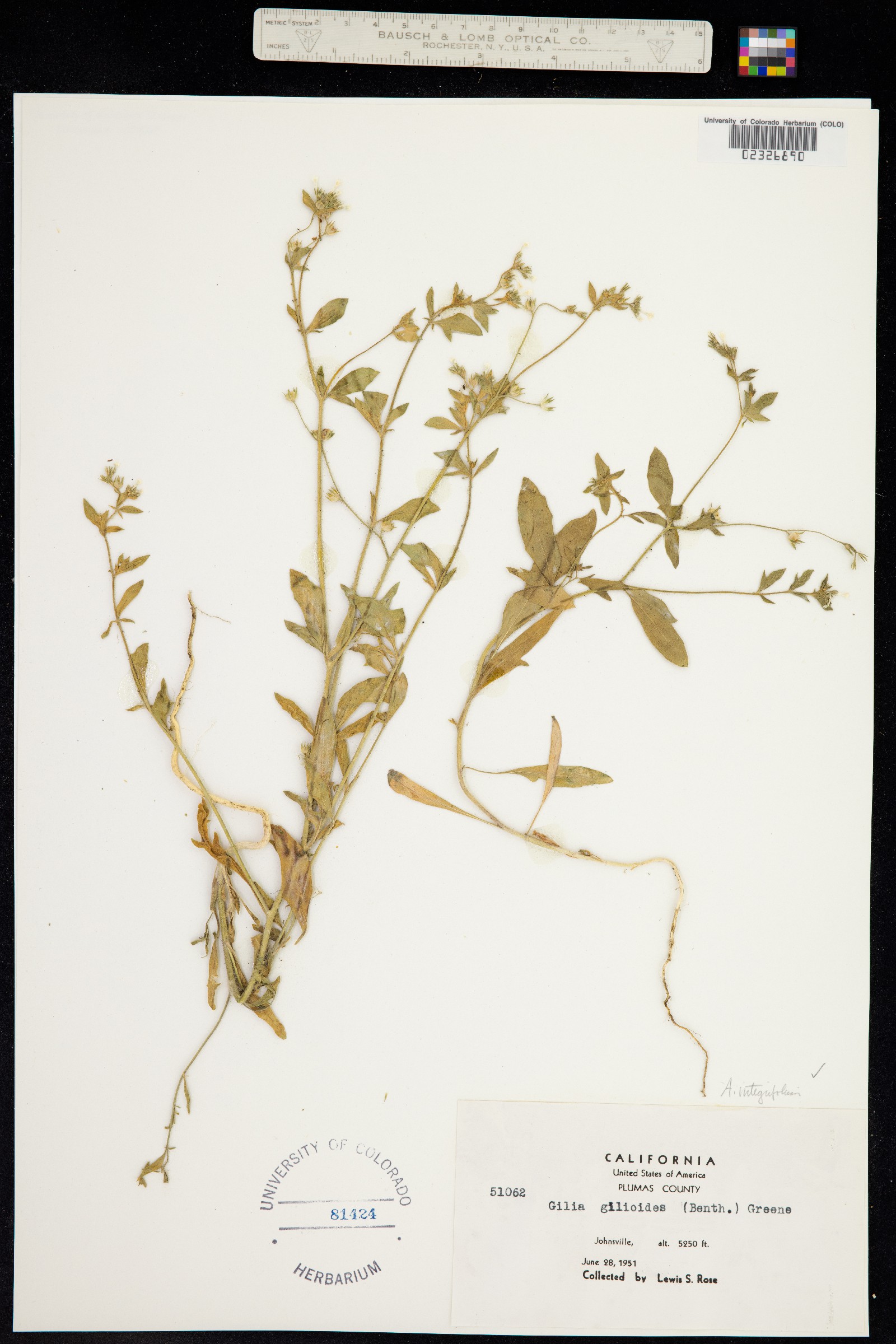 Allophyllum gilioides ssp. gilioides image