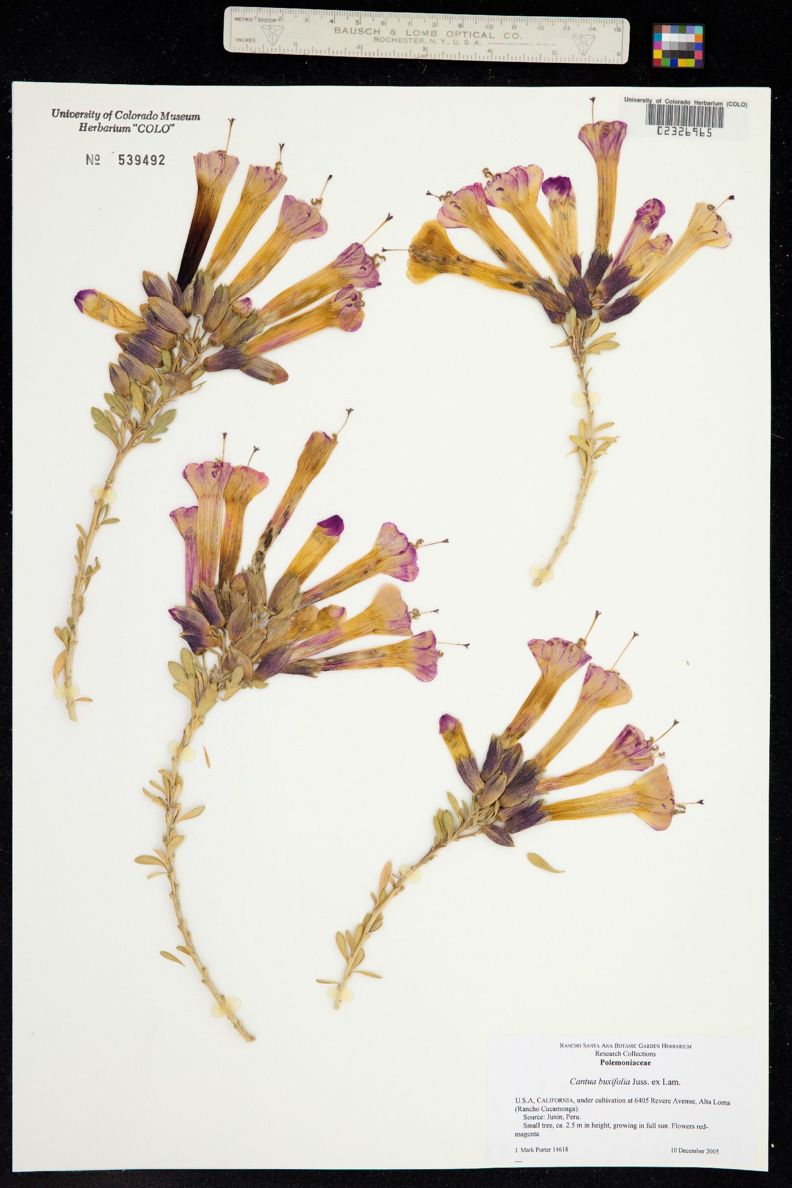 Cantua buxifolia image