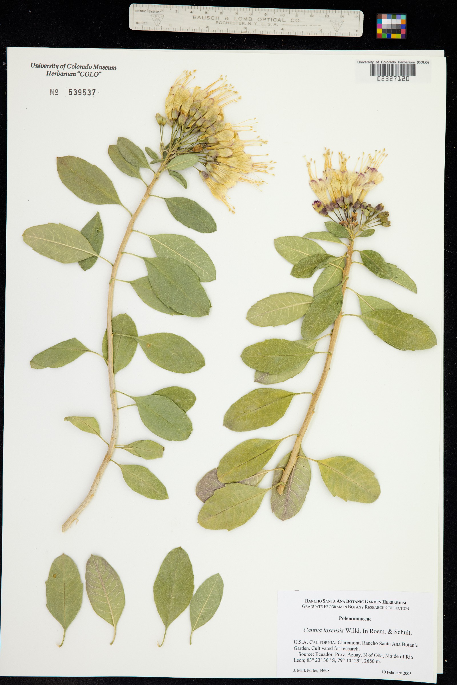 Cantua pyrifolia image