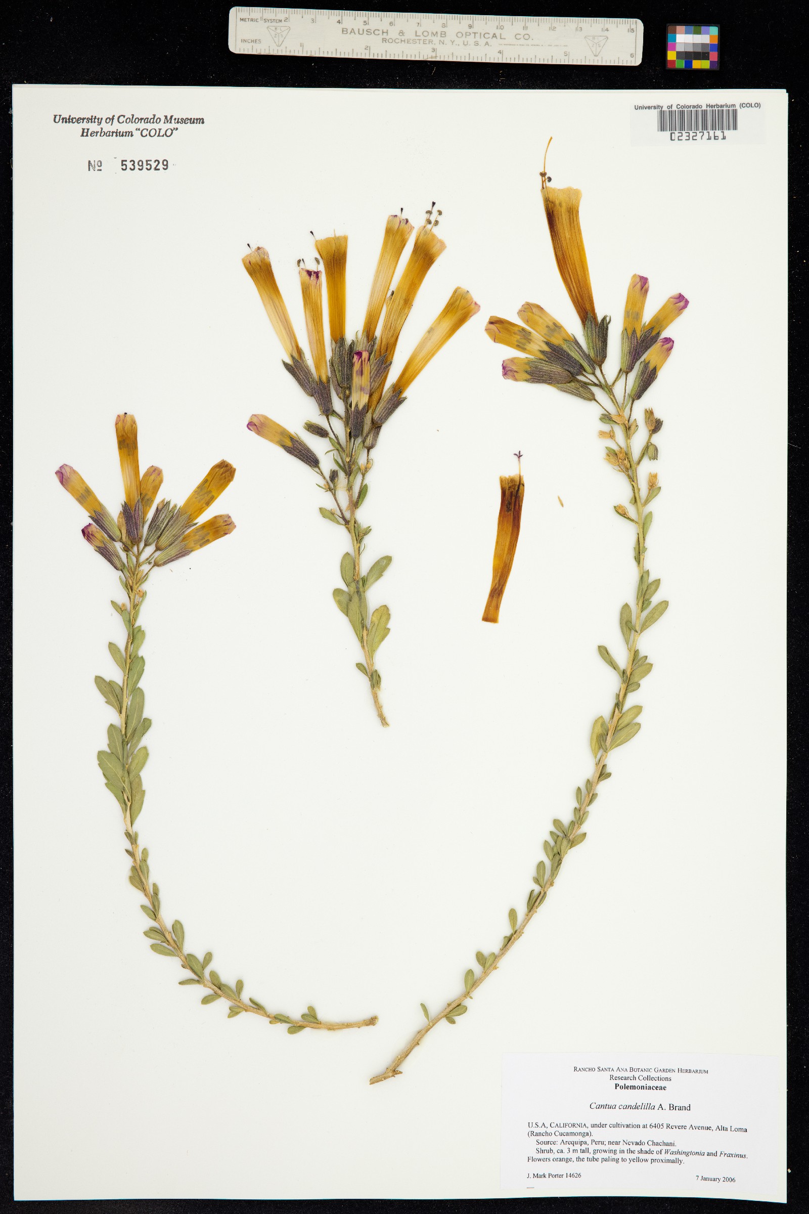 Cantua candelilla image