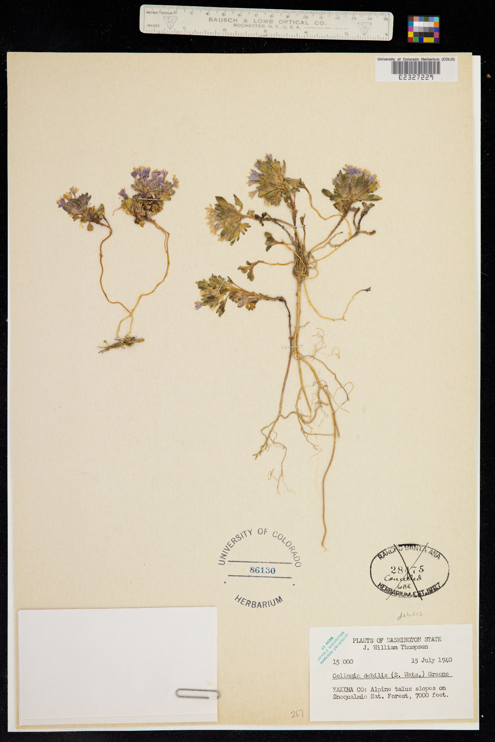 Collomia debilis image