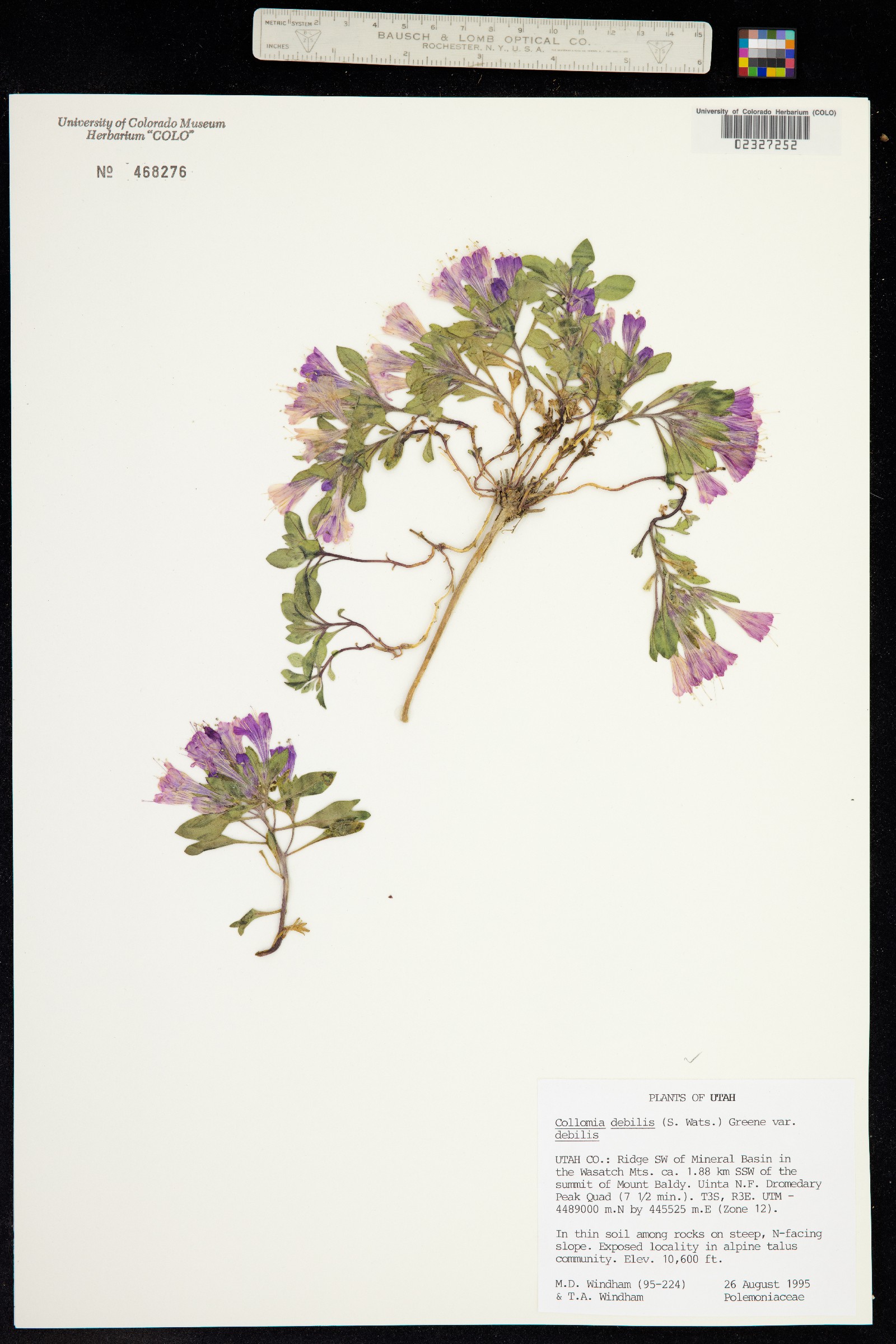 Collomia debilis image