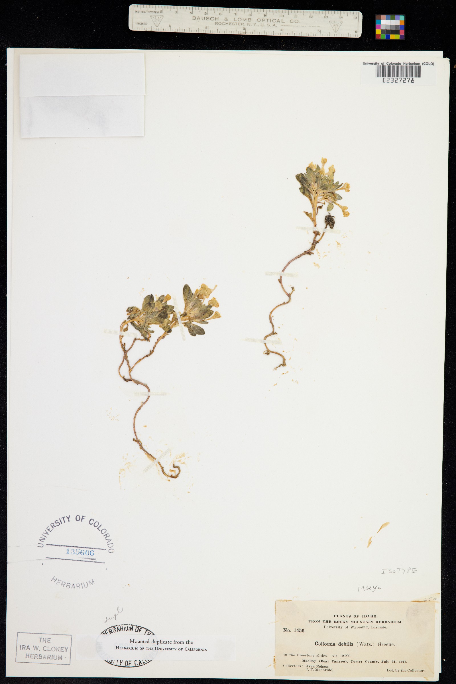 Collomia debilis image