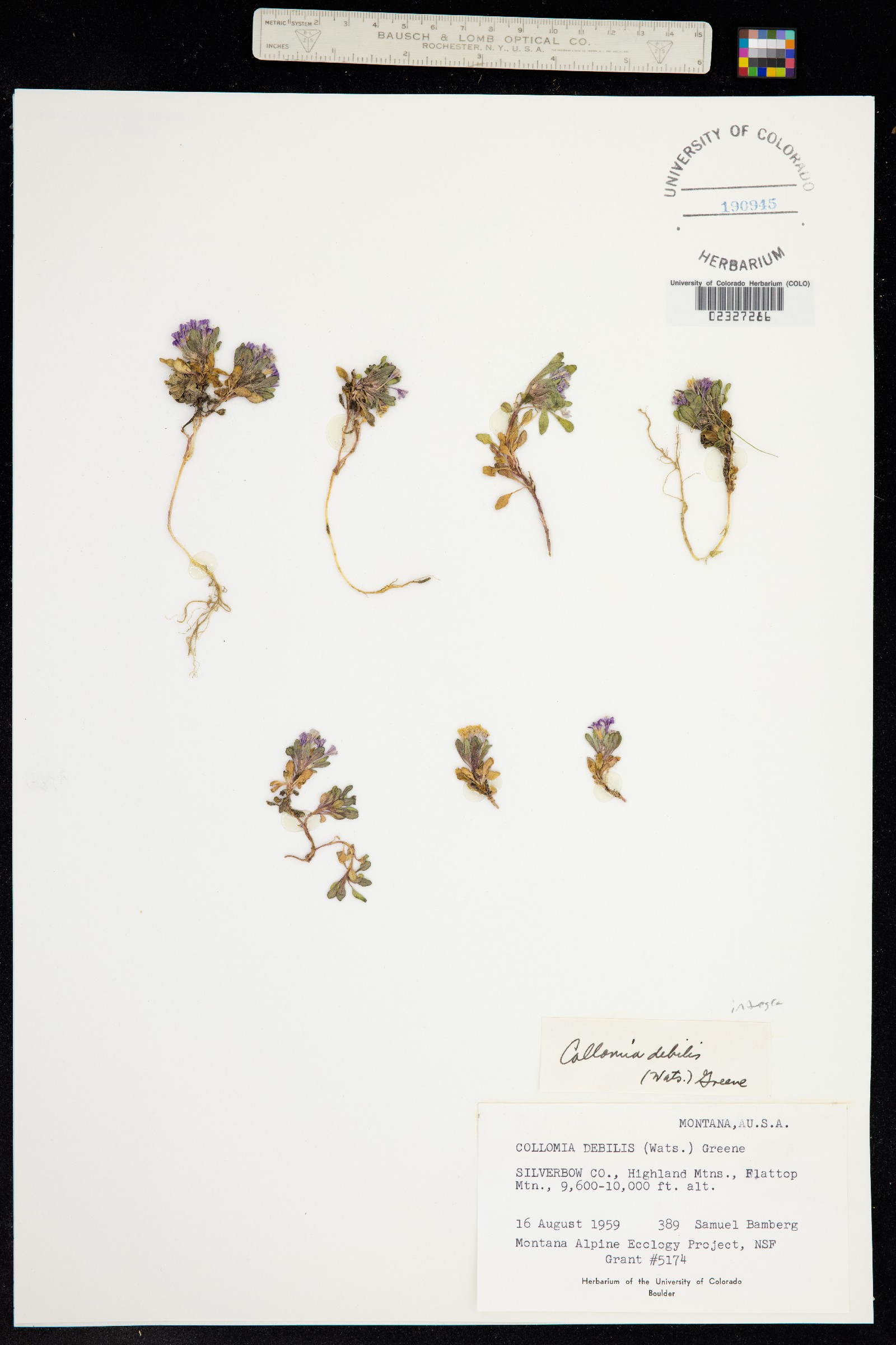 Collomia debilis image