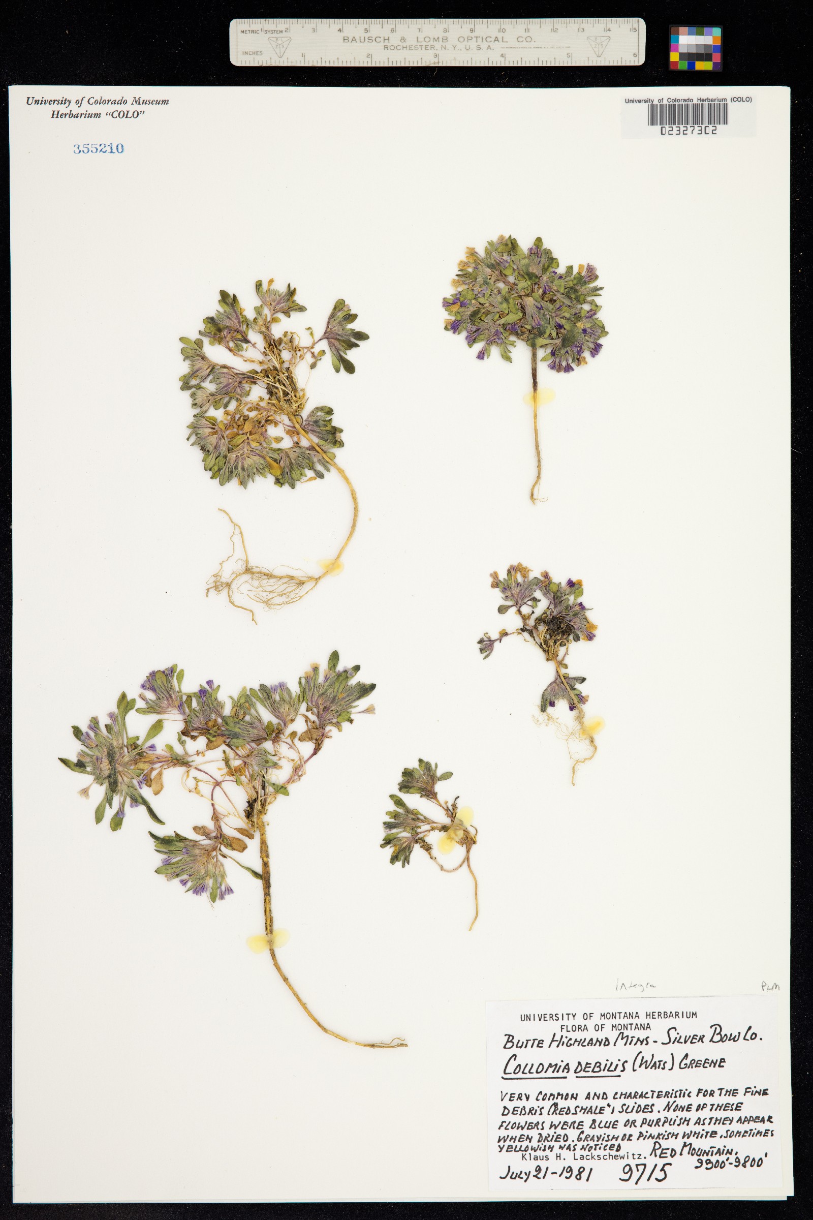 Collomia debilis image