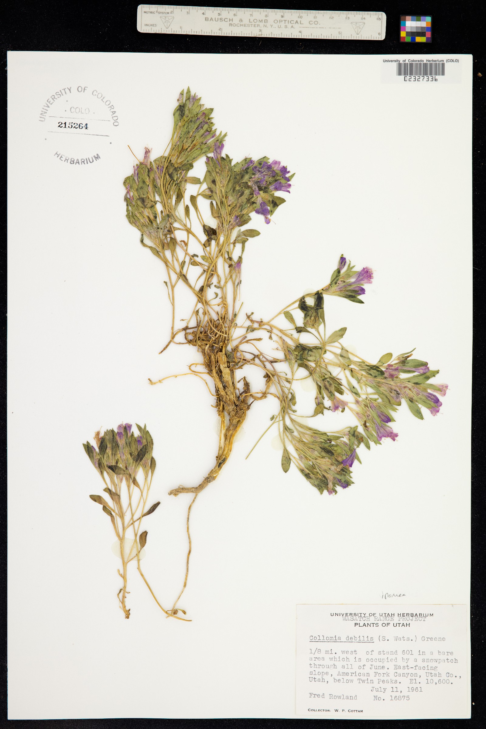 Collomia debilis image