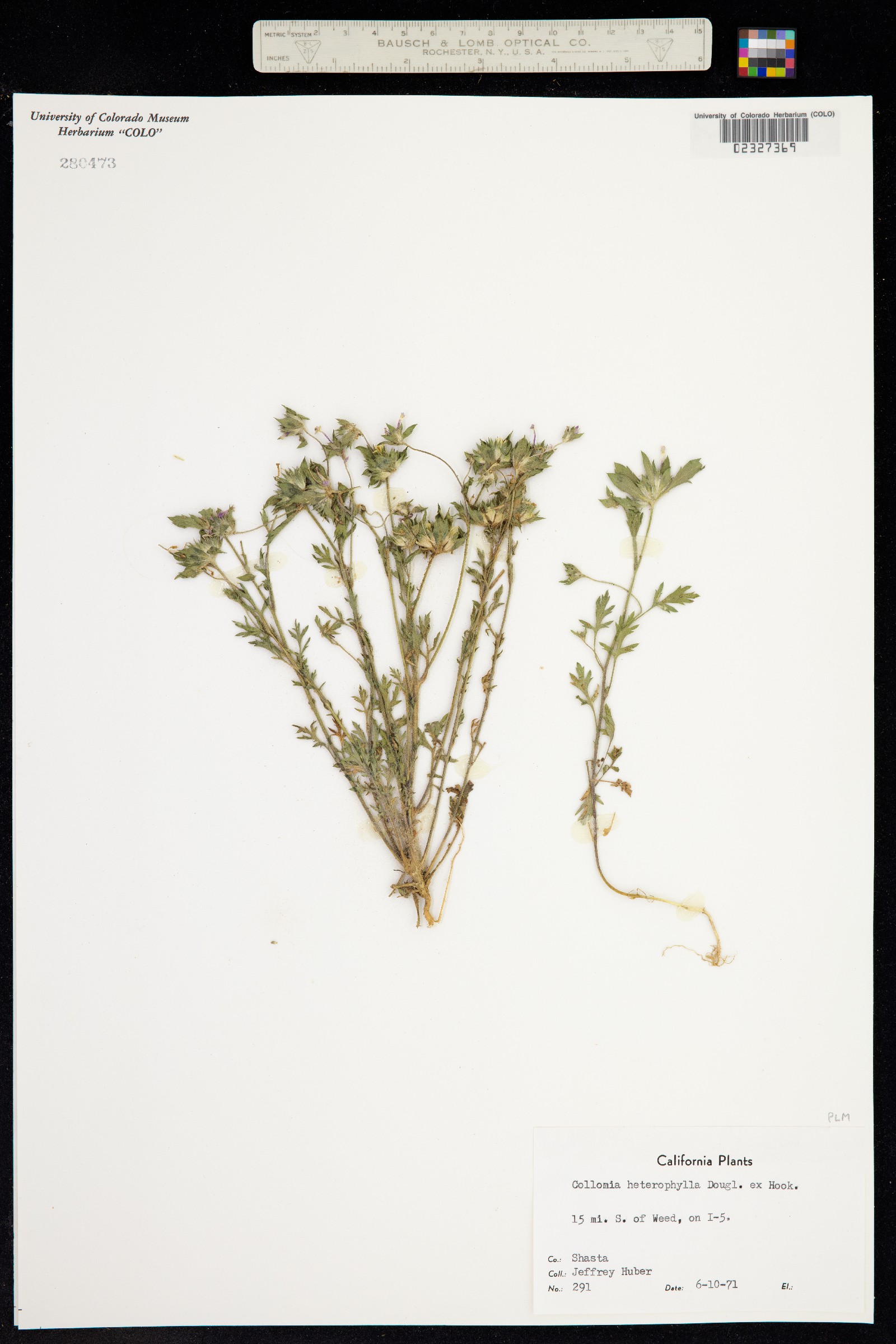 Collomia heterophylla image