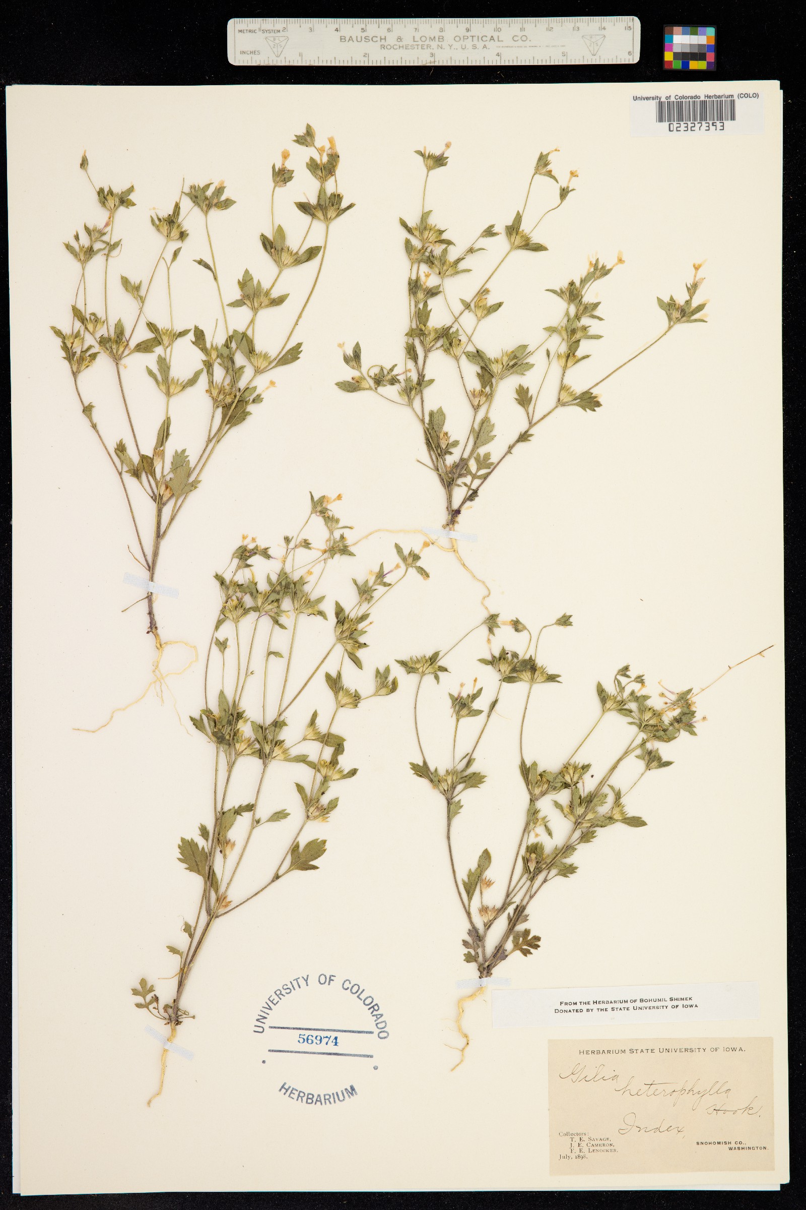 Collomia heterophylla image