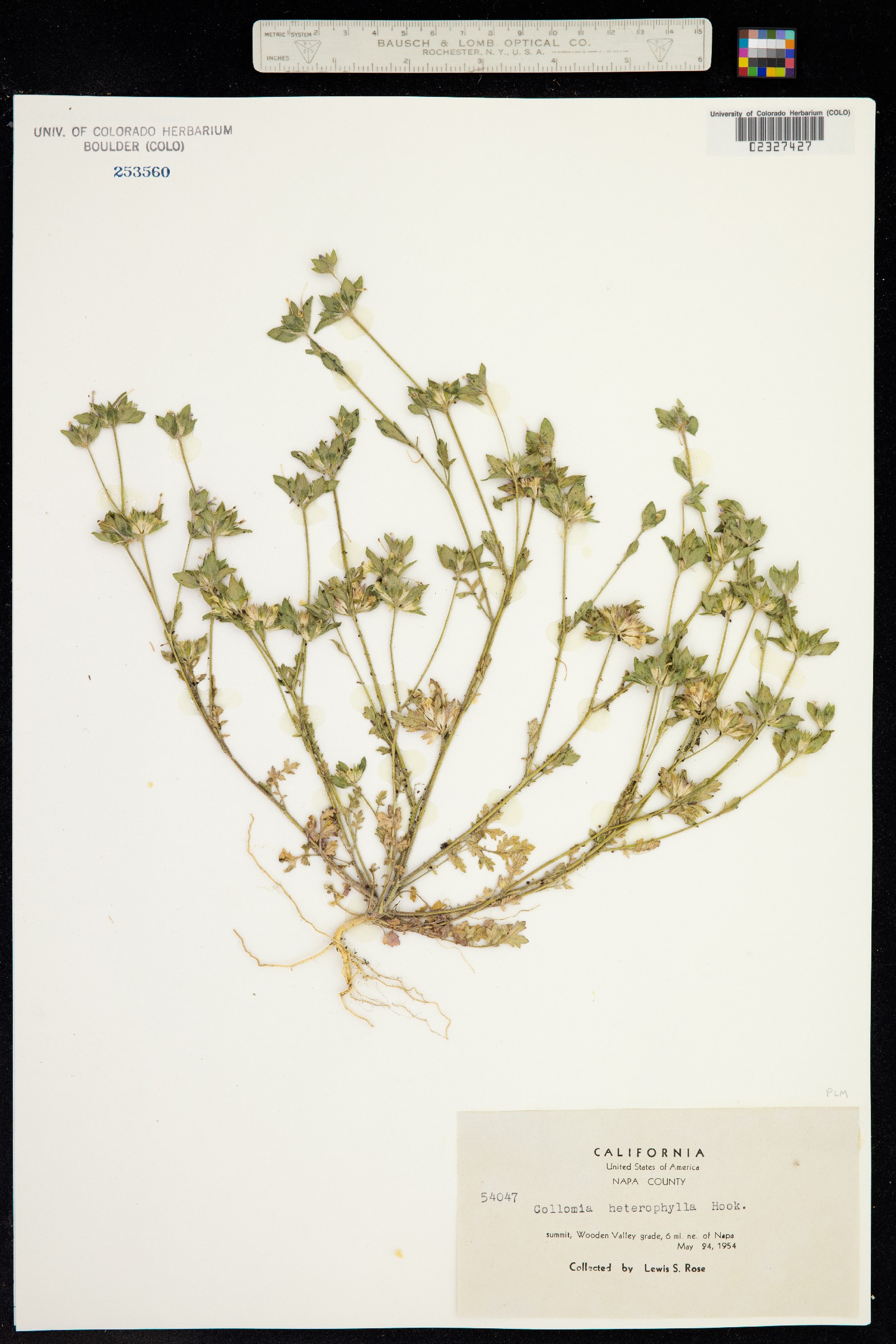 Collomia heterophylla image