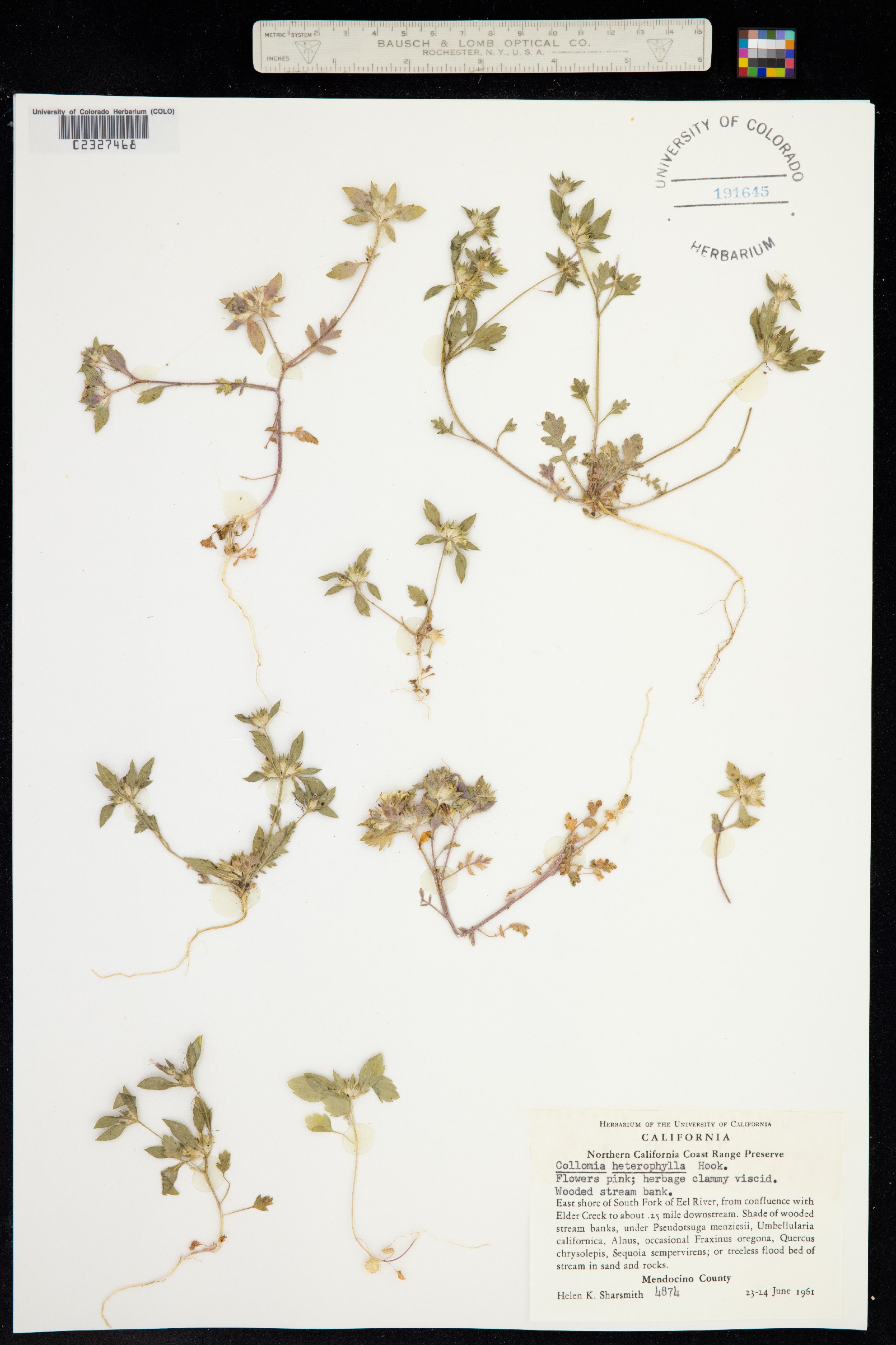 Collomia heterophylla image