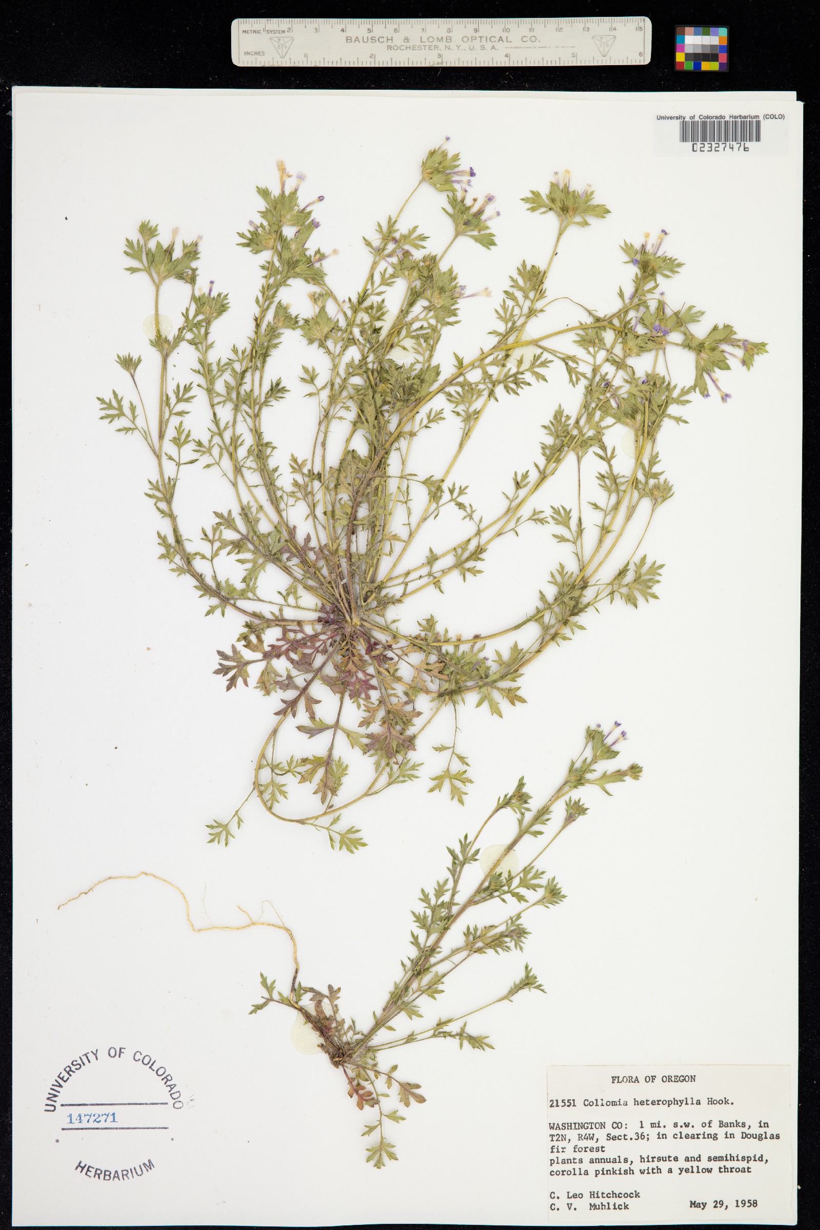 Collomia heterophylla image