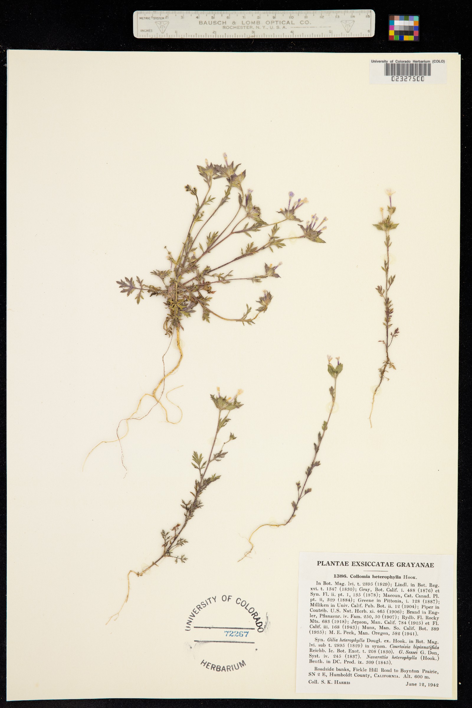 Collomia heterophylla image