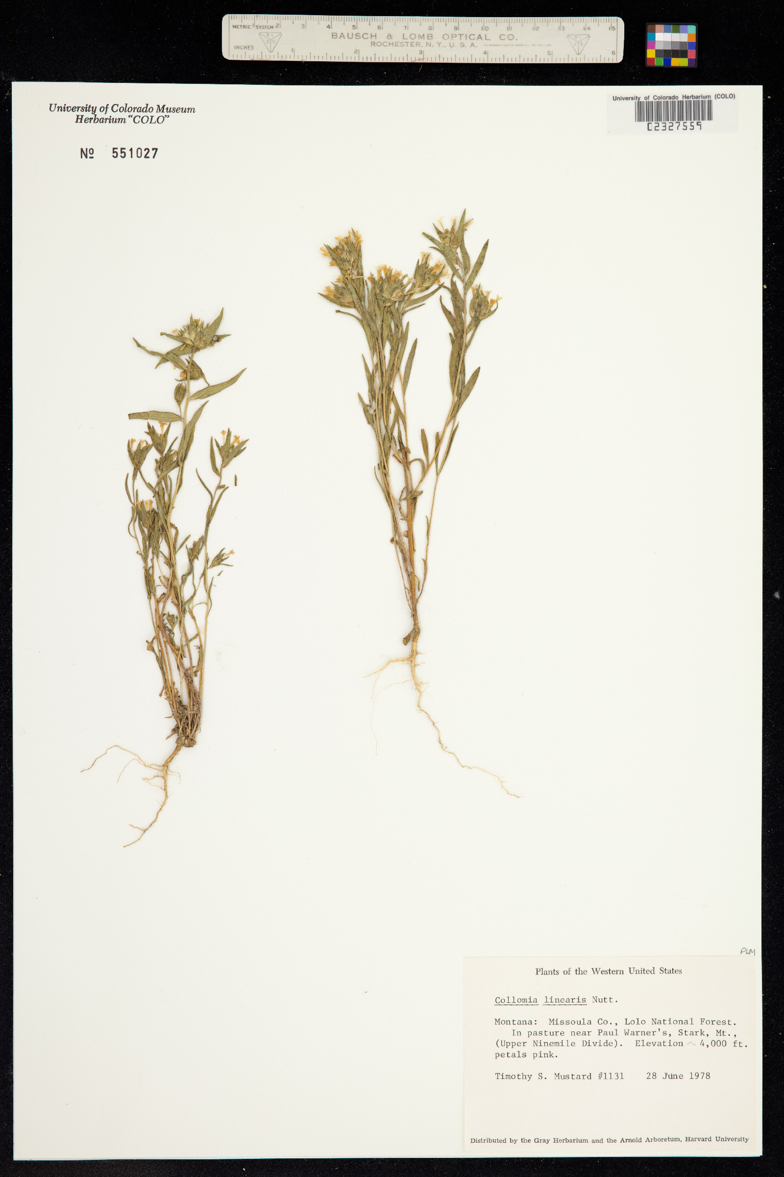 Collomia linearis image