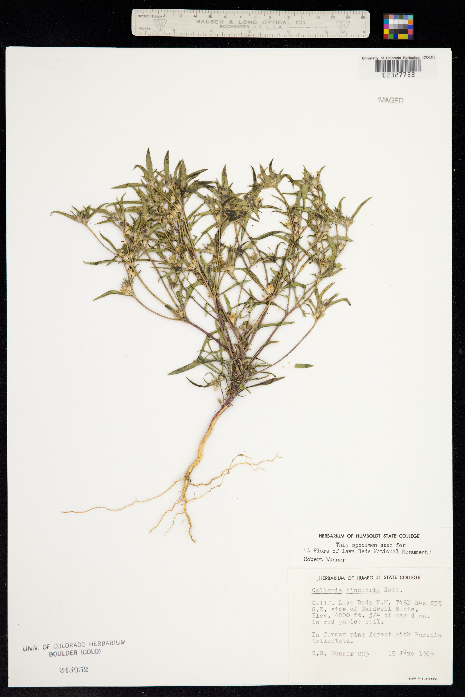Collomia tinctoria image