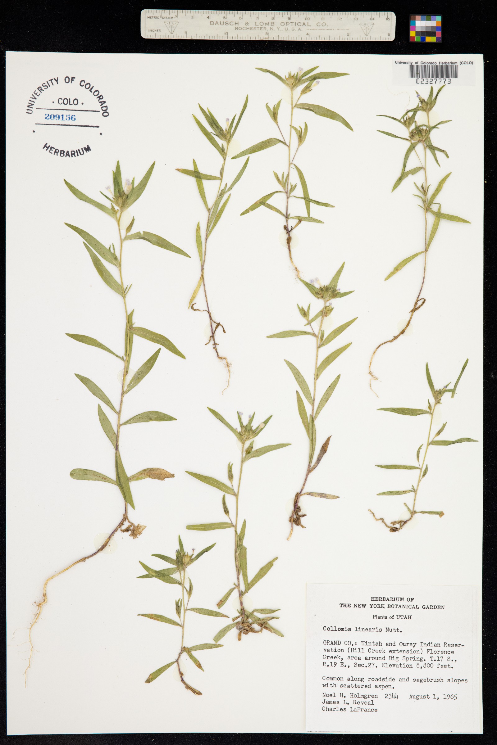 Collomia linearis image