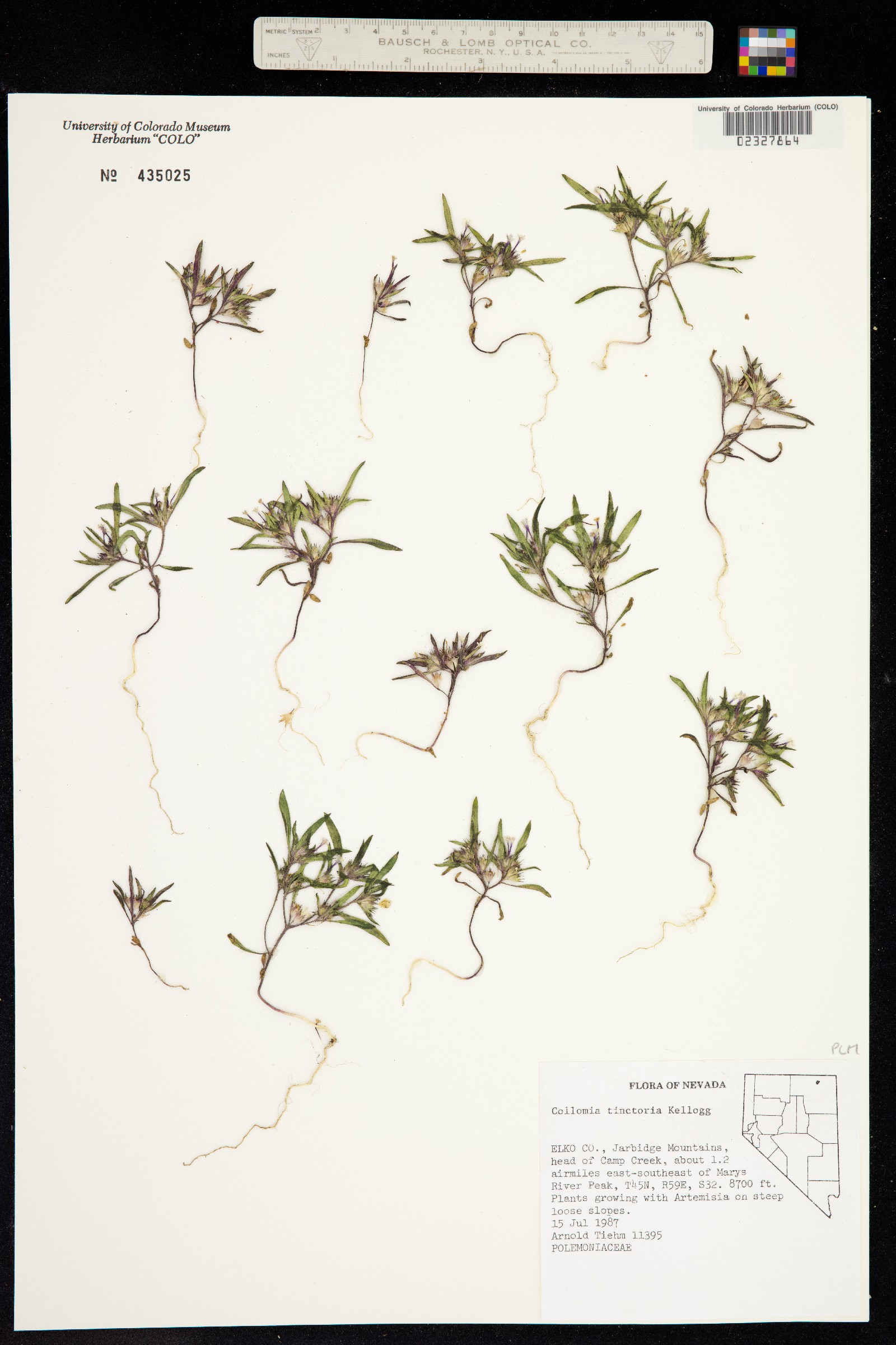 Collomia tinctoria image