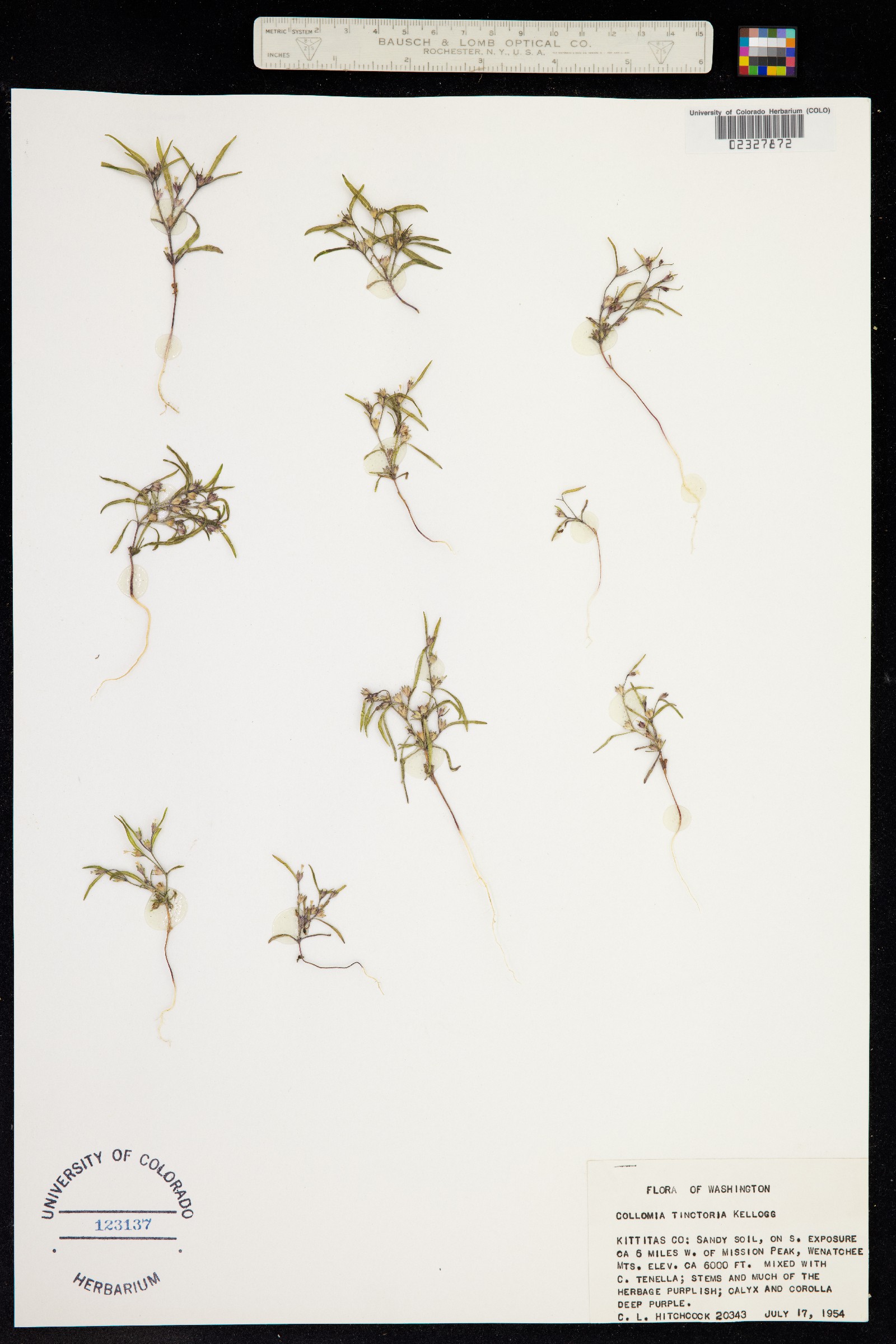 Collomia tinctoria image