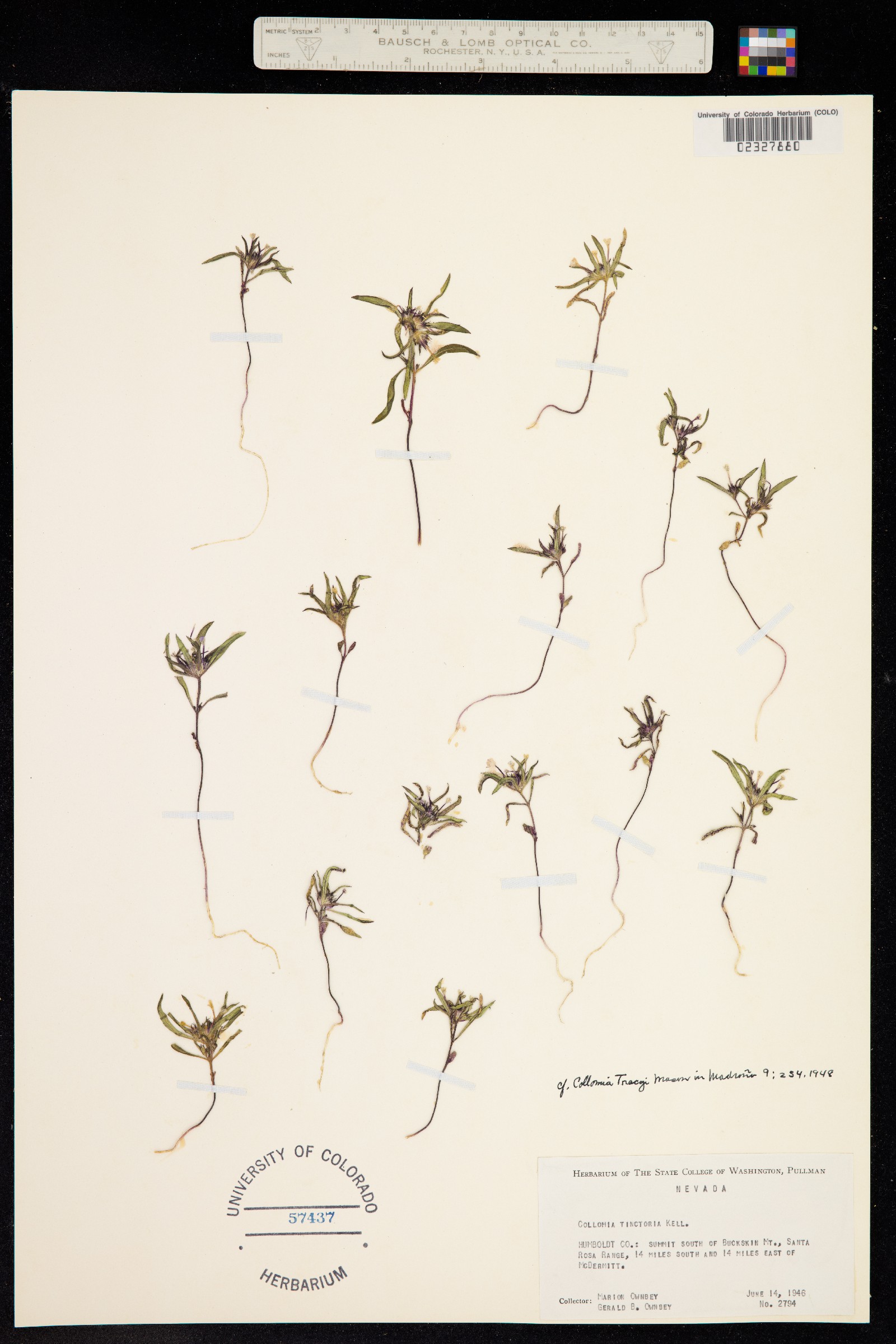 Collomia tinctoria image