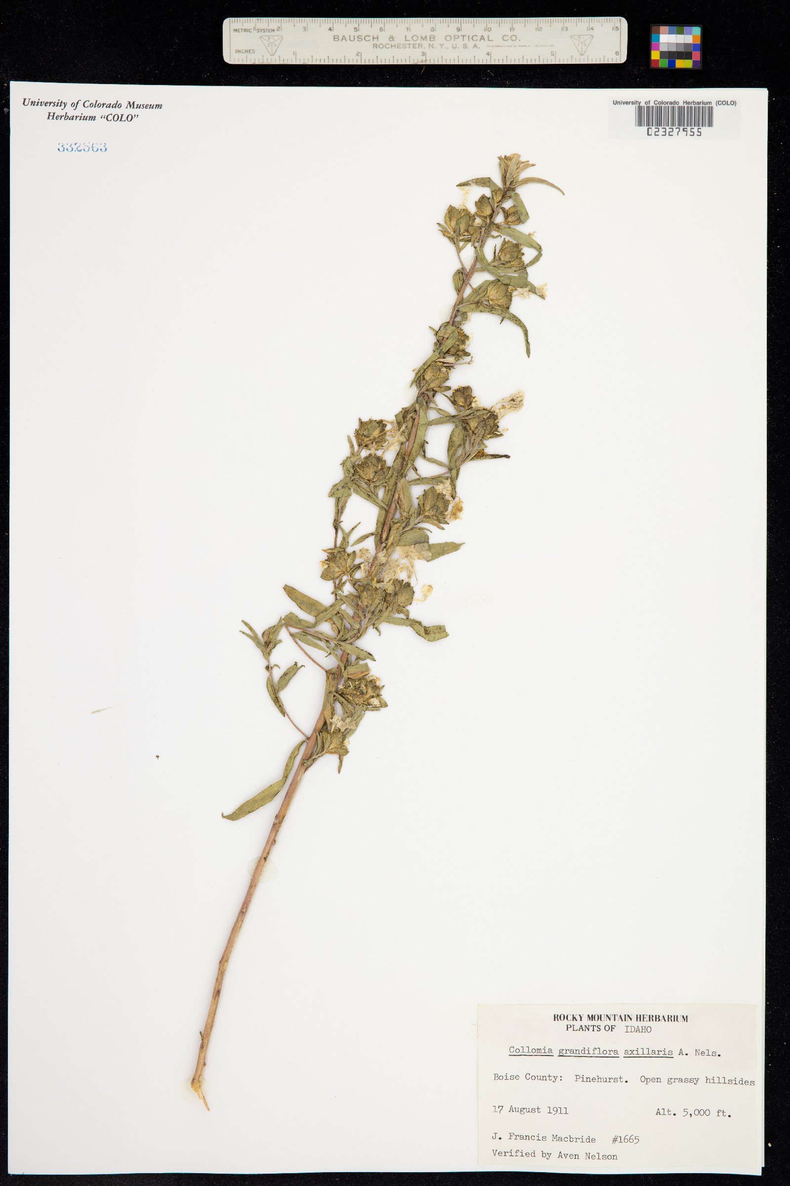 Collomia grandiflora image