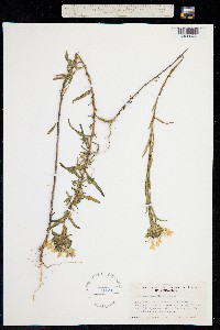 Collomia grandiflora image