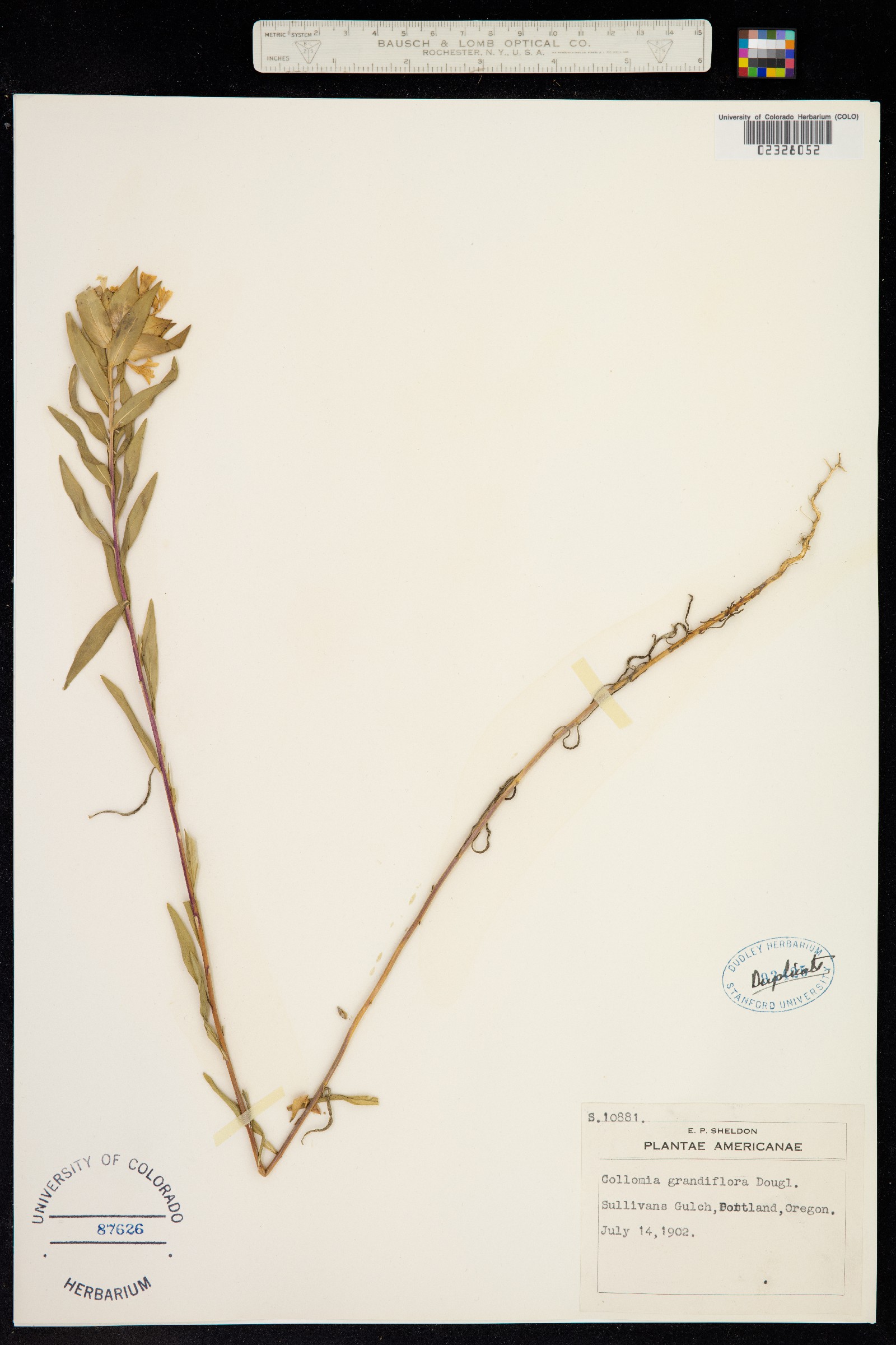 Collomia grandiflora image