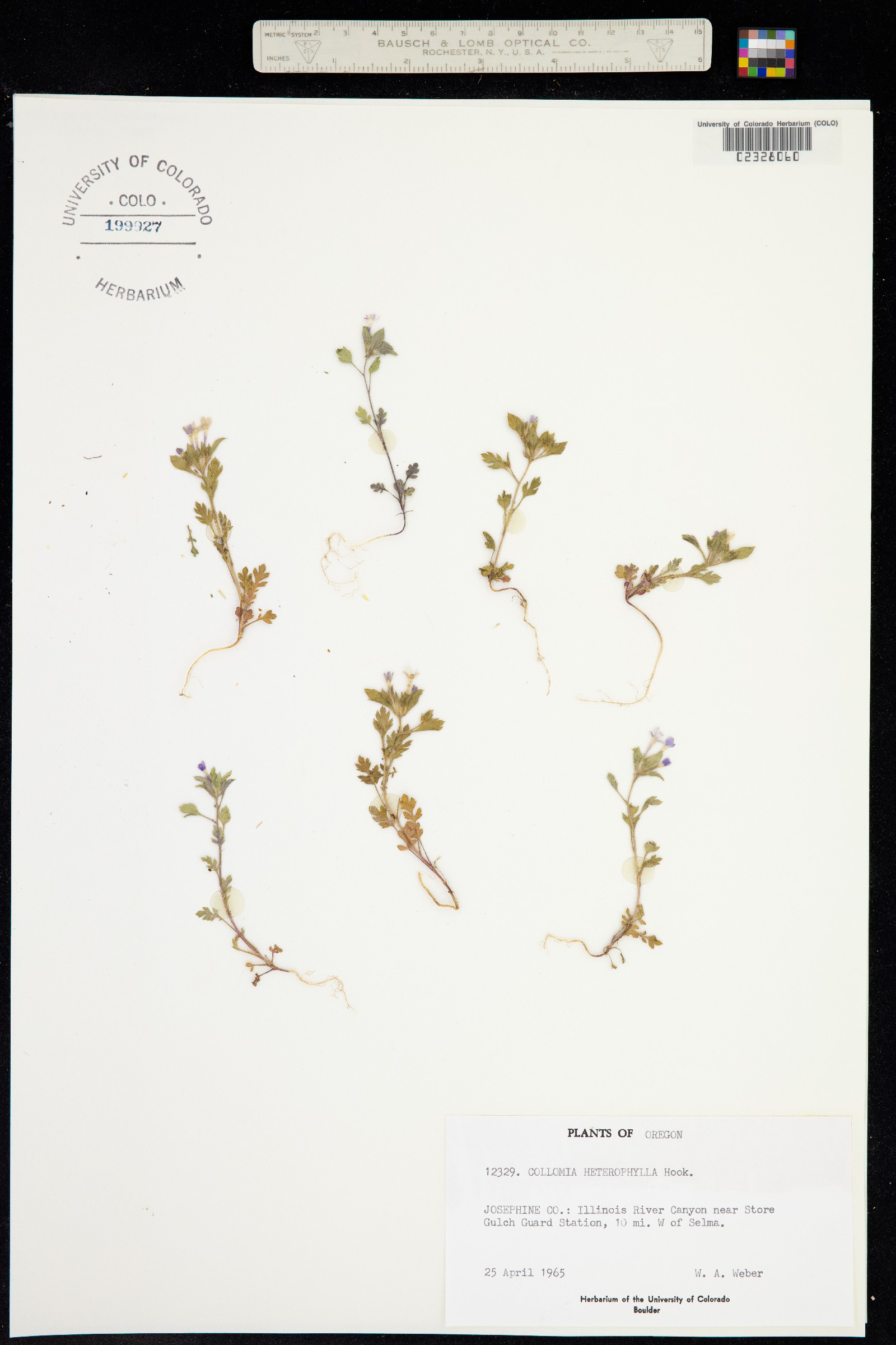 Collomia heterophylla image