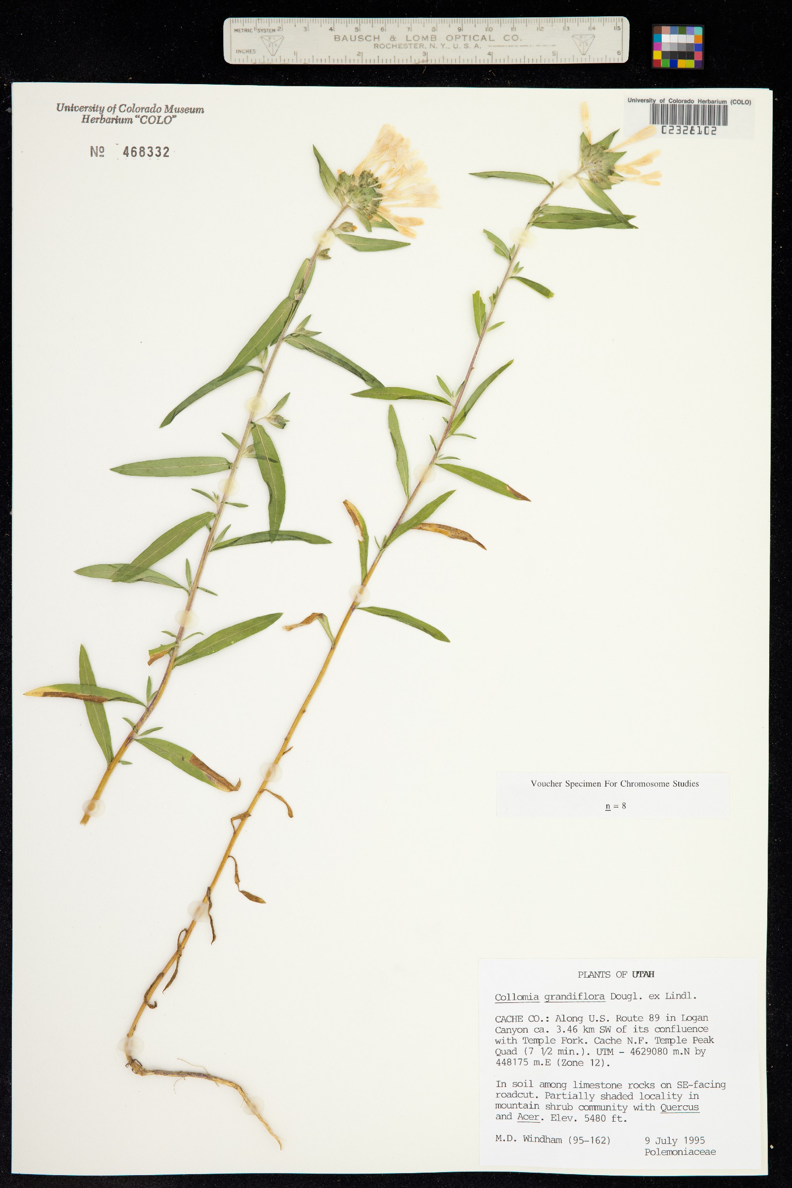 Collomia grandiflora image