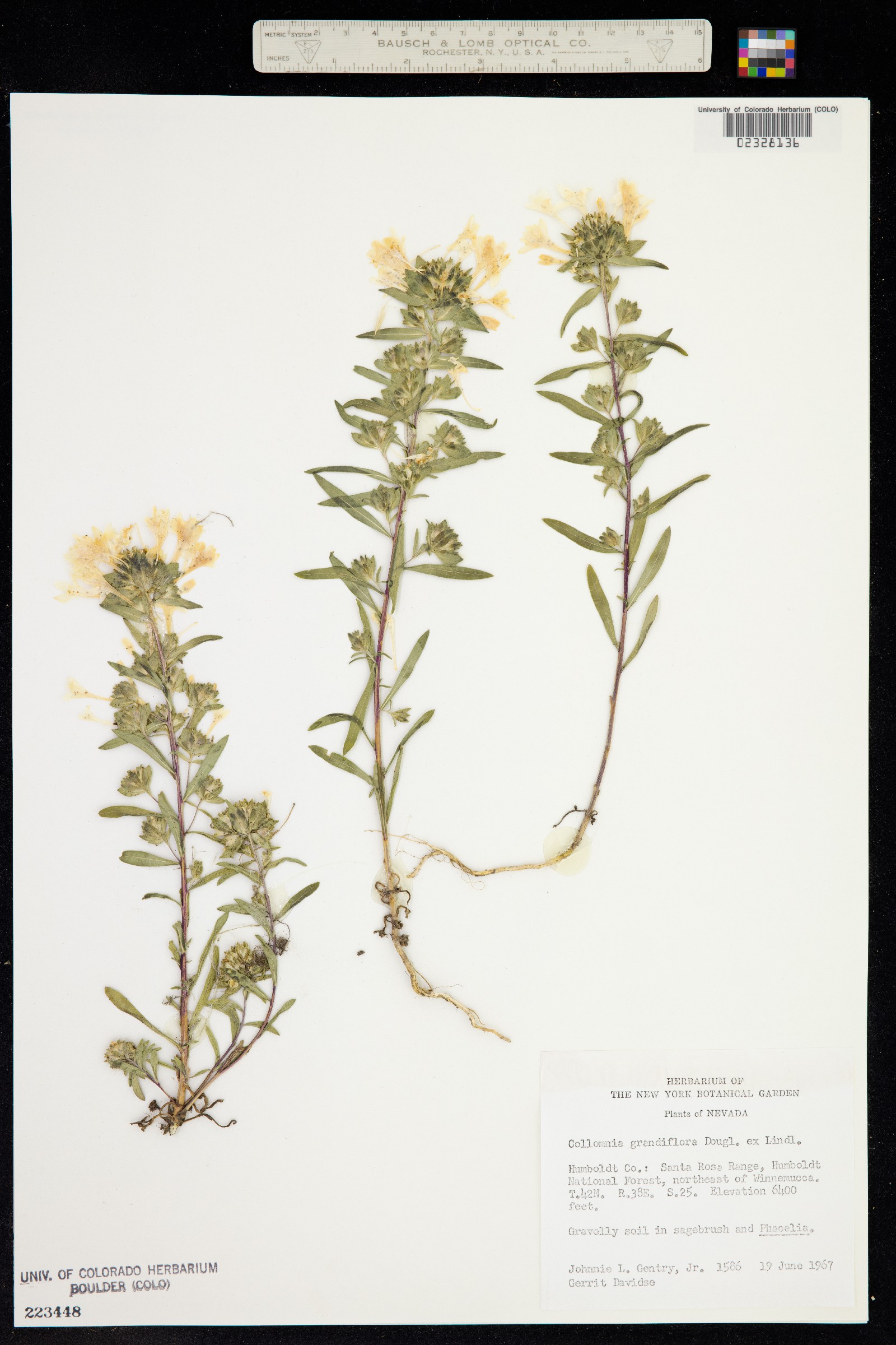 Collomia grandiflora image