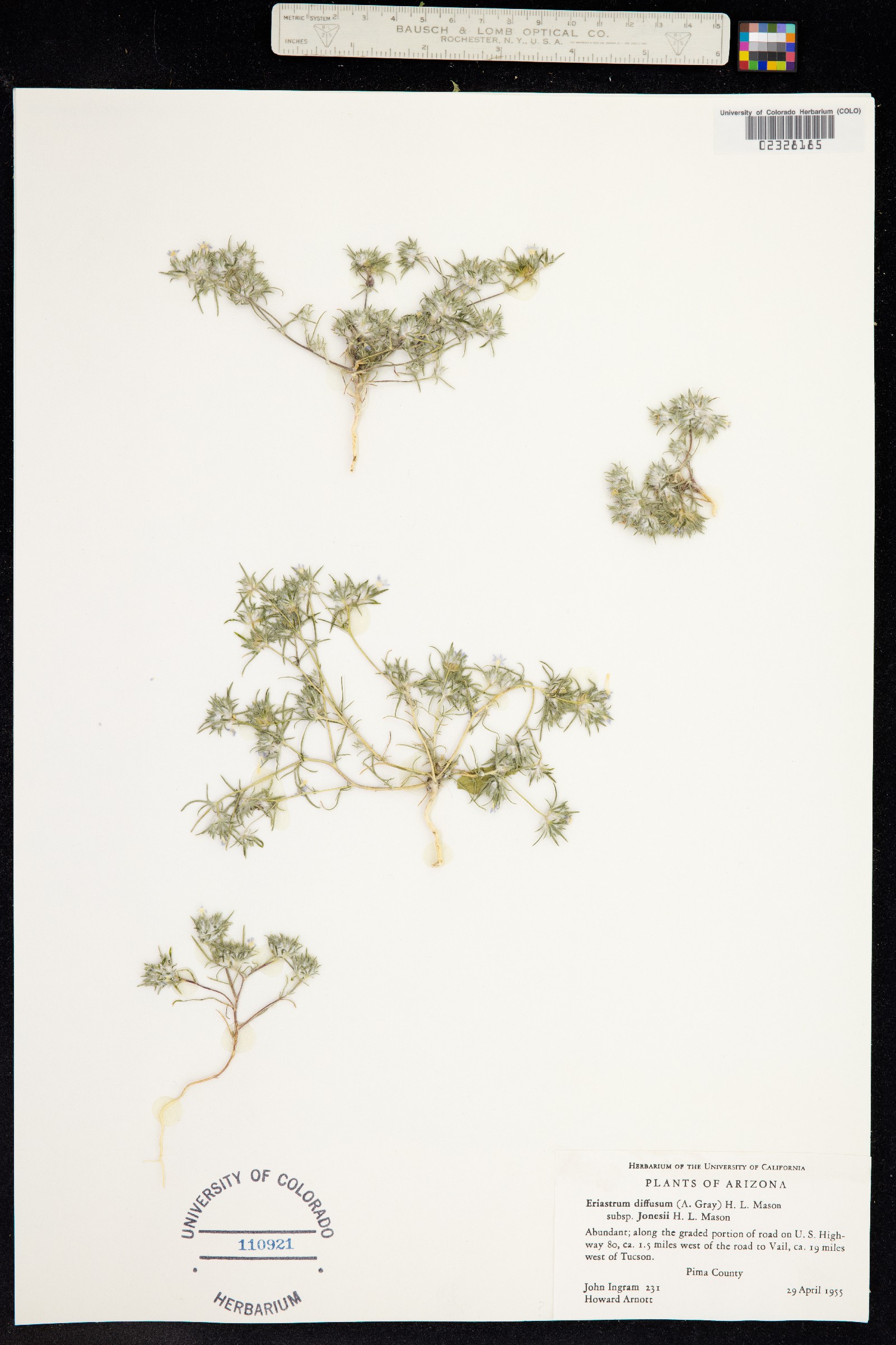 Eriastrum diffusum image