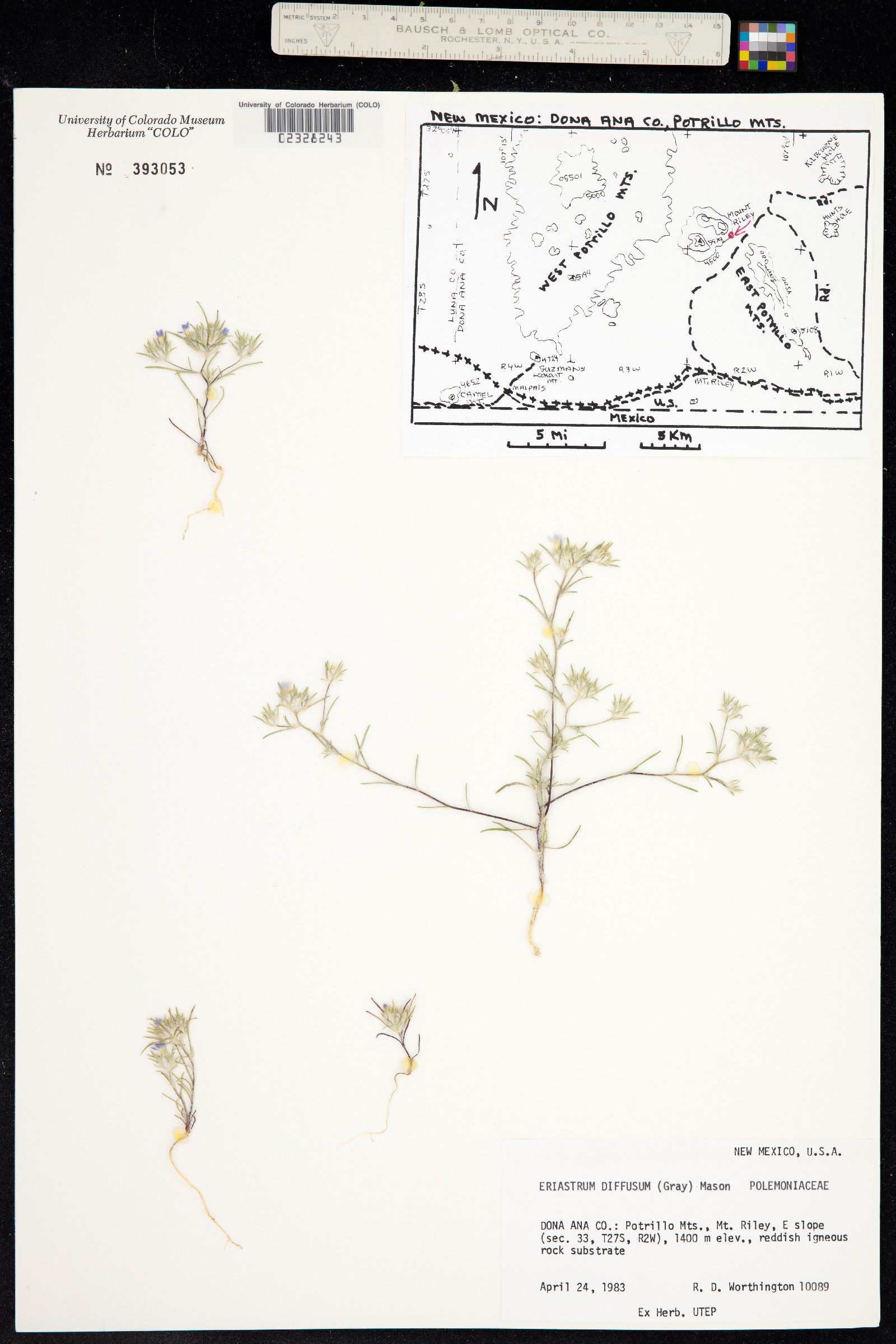 Eriastrum diffusum image