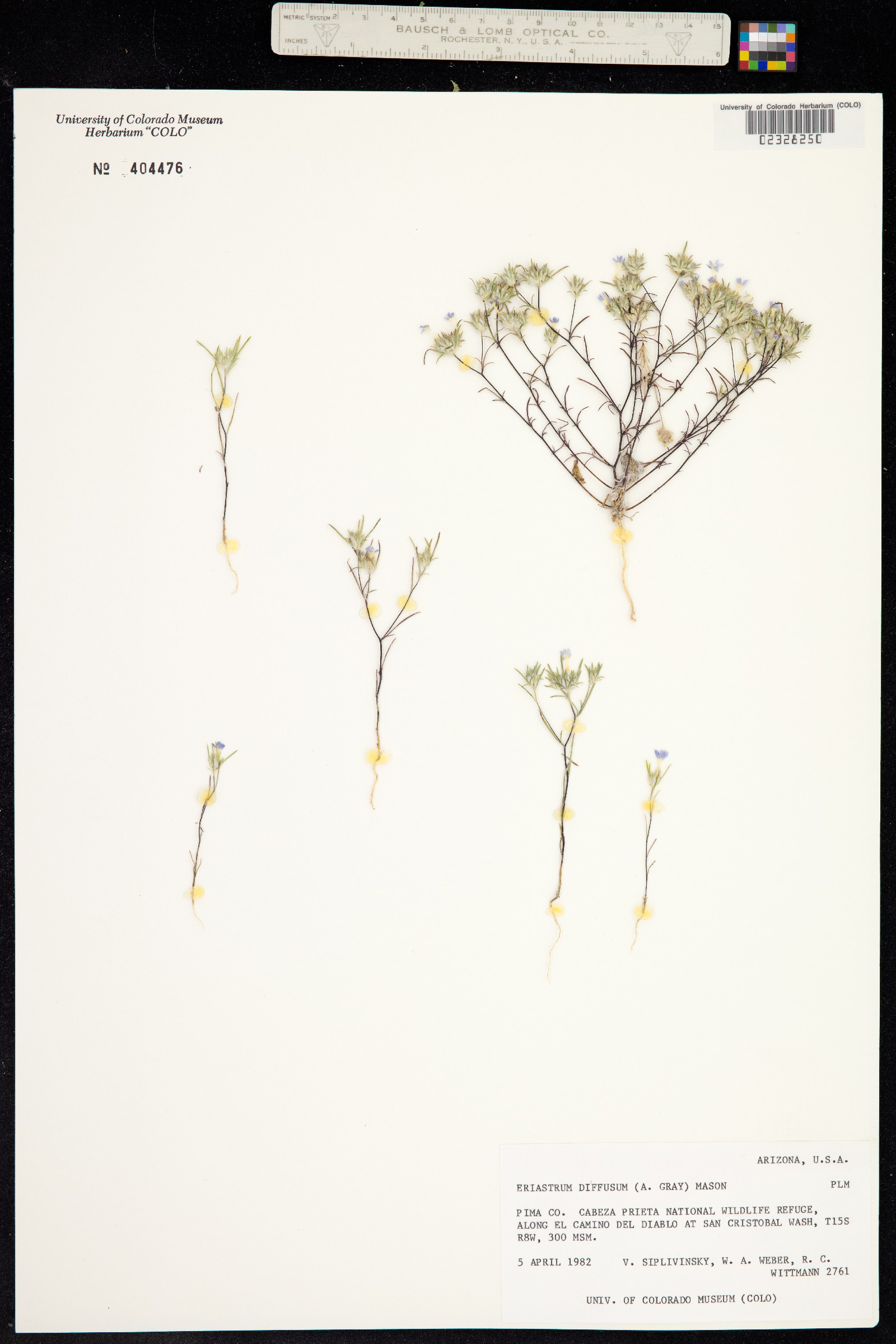 Eriastrum diffusum image